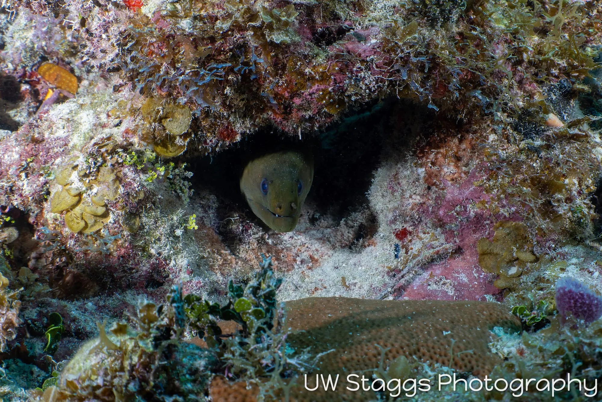 Tunicate — Gardens of the Queen, Cuba