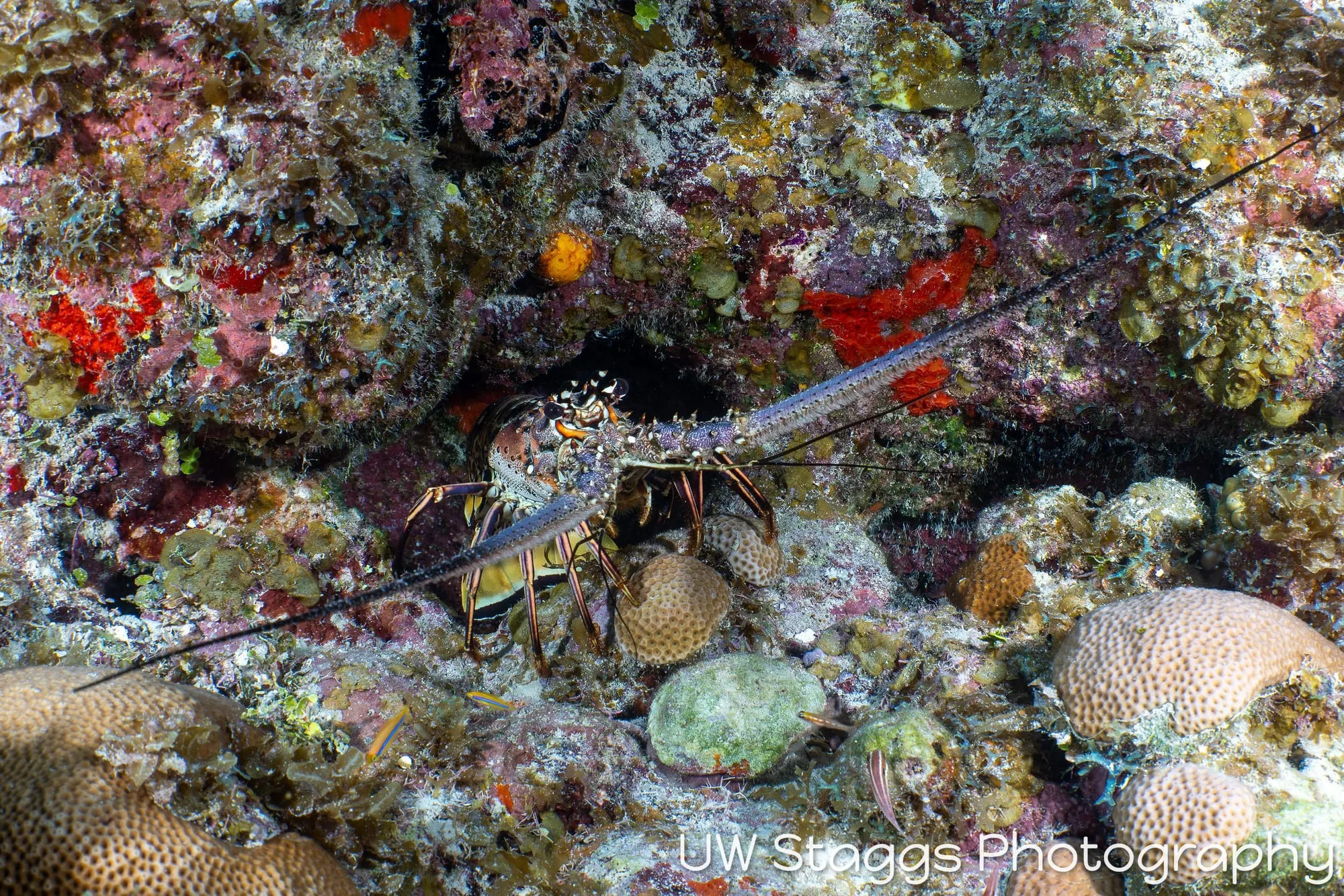 Lobster — Gardens of the Queen, Cuba