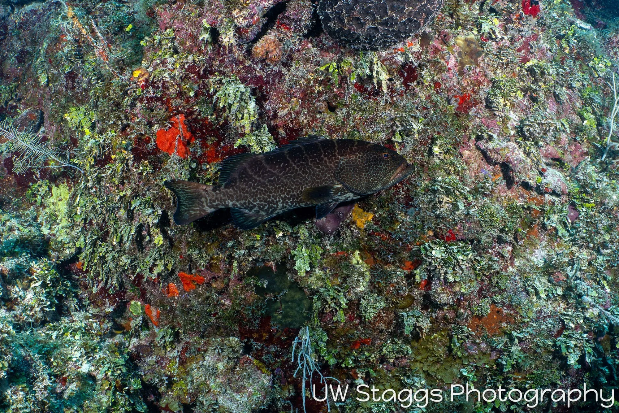 Reef Scene — Gardens of the Queen, Cuba