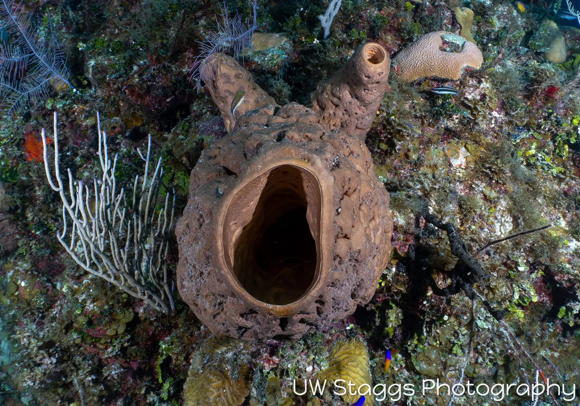 Tunicate — Gardens of the Queen, Cuba