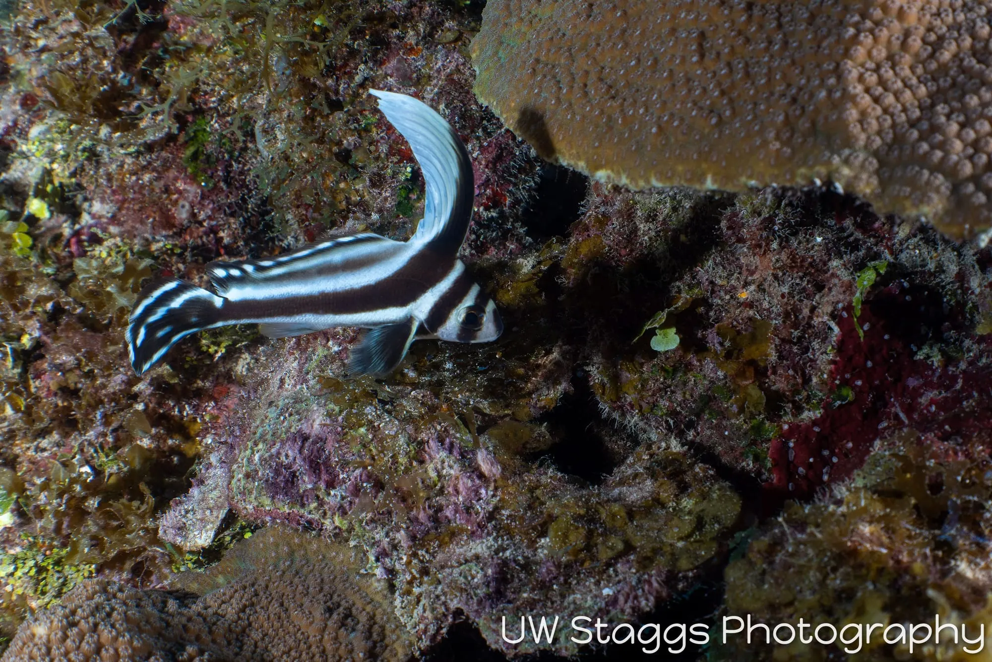 Lionfish — Gardens of the Queen, Cuba