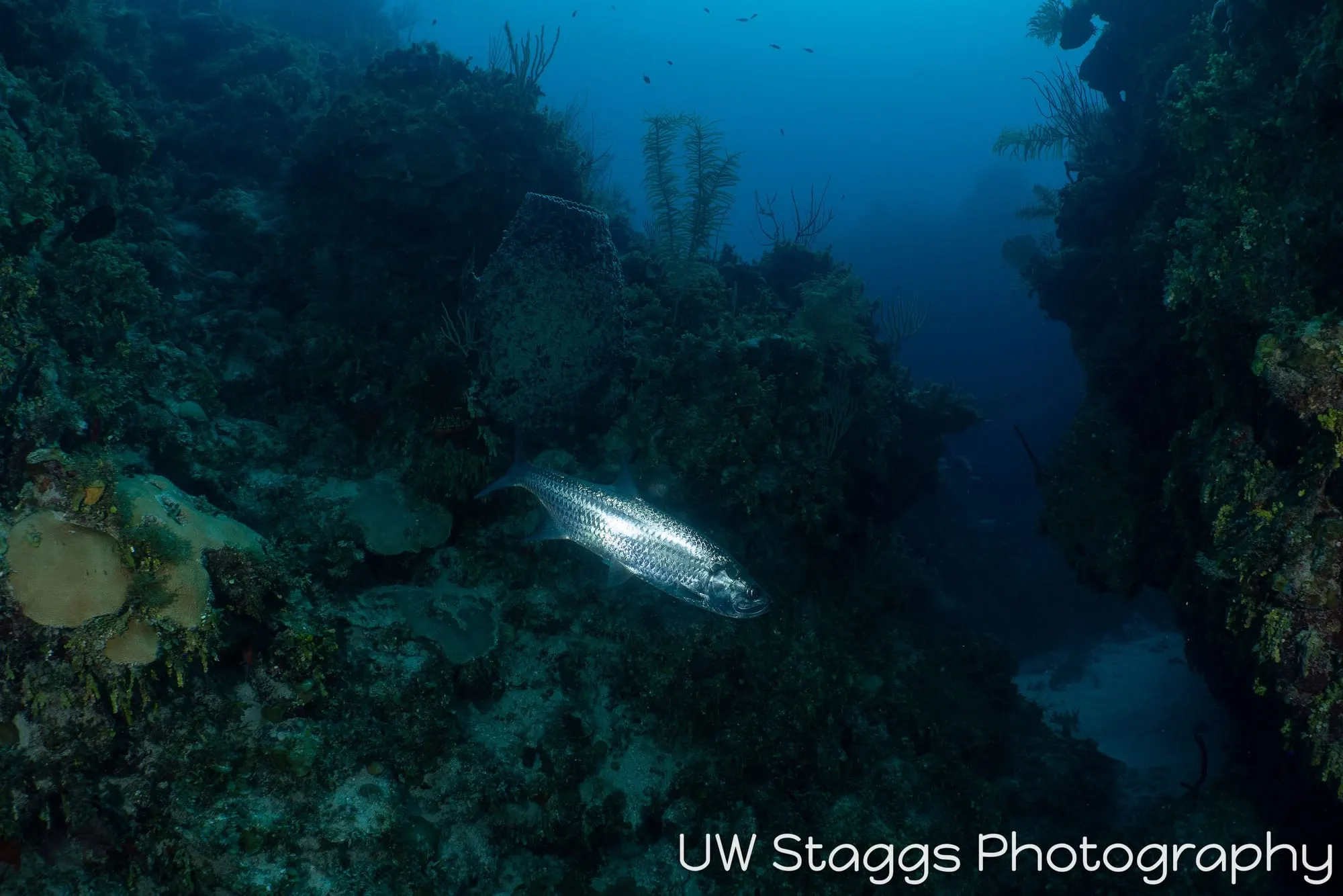 Dogfish Shark — Gardens of the Queen, Cuba