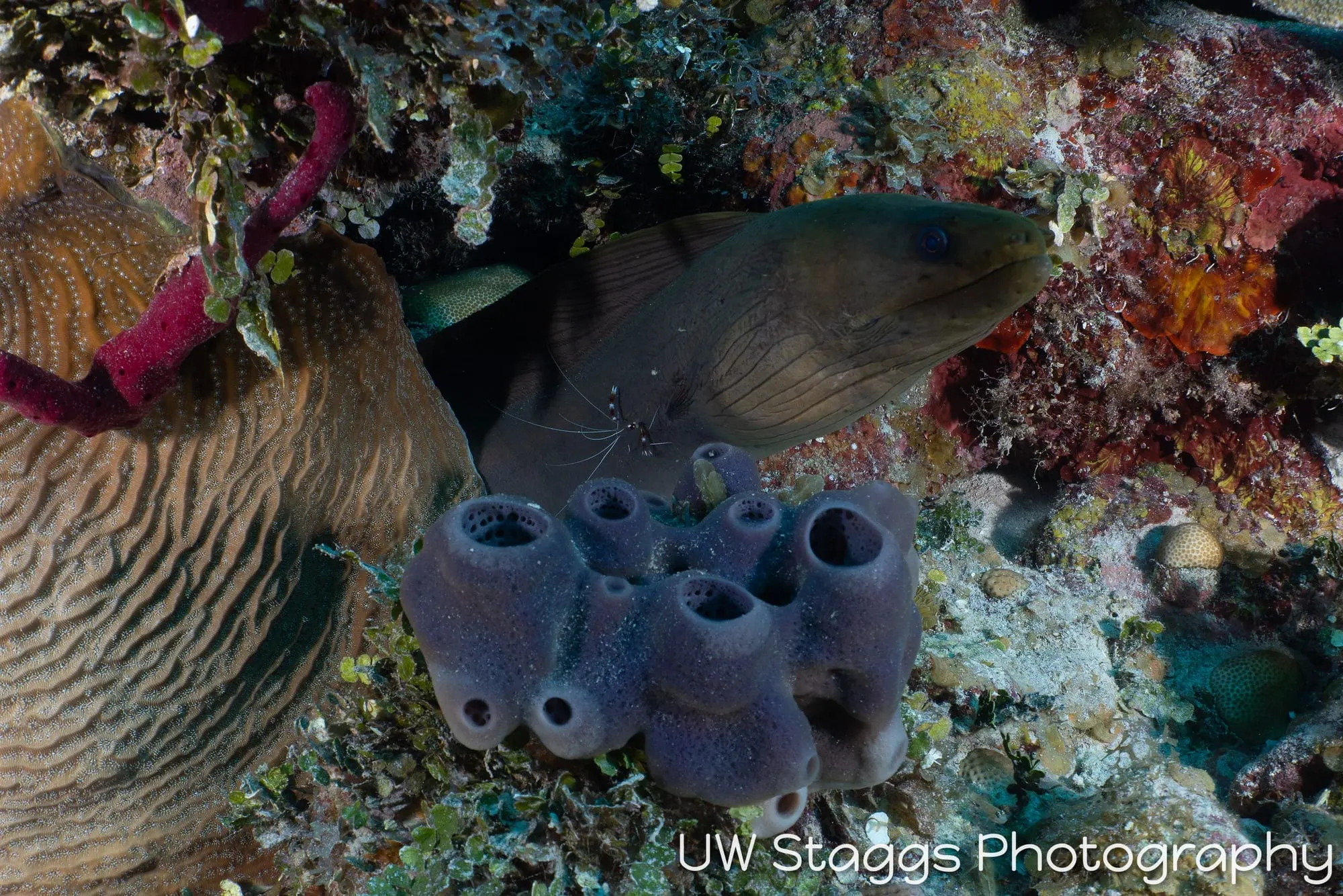 Tunicate — Gardens of the Queen, Cuba