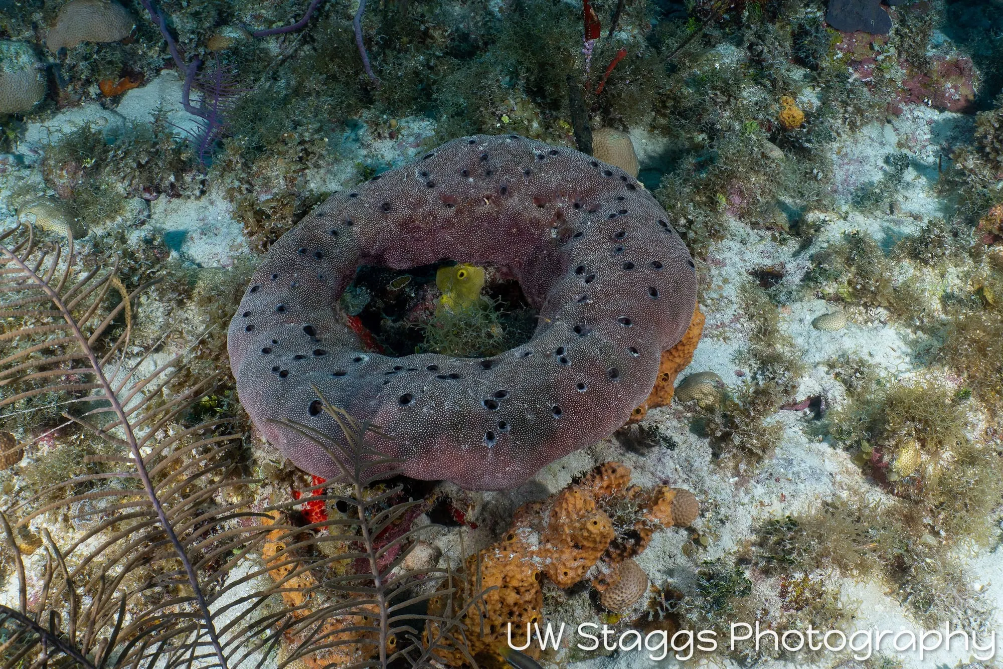 Tunicate — Gardens of the Queen, Cuba