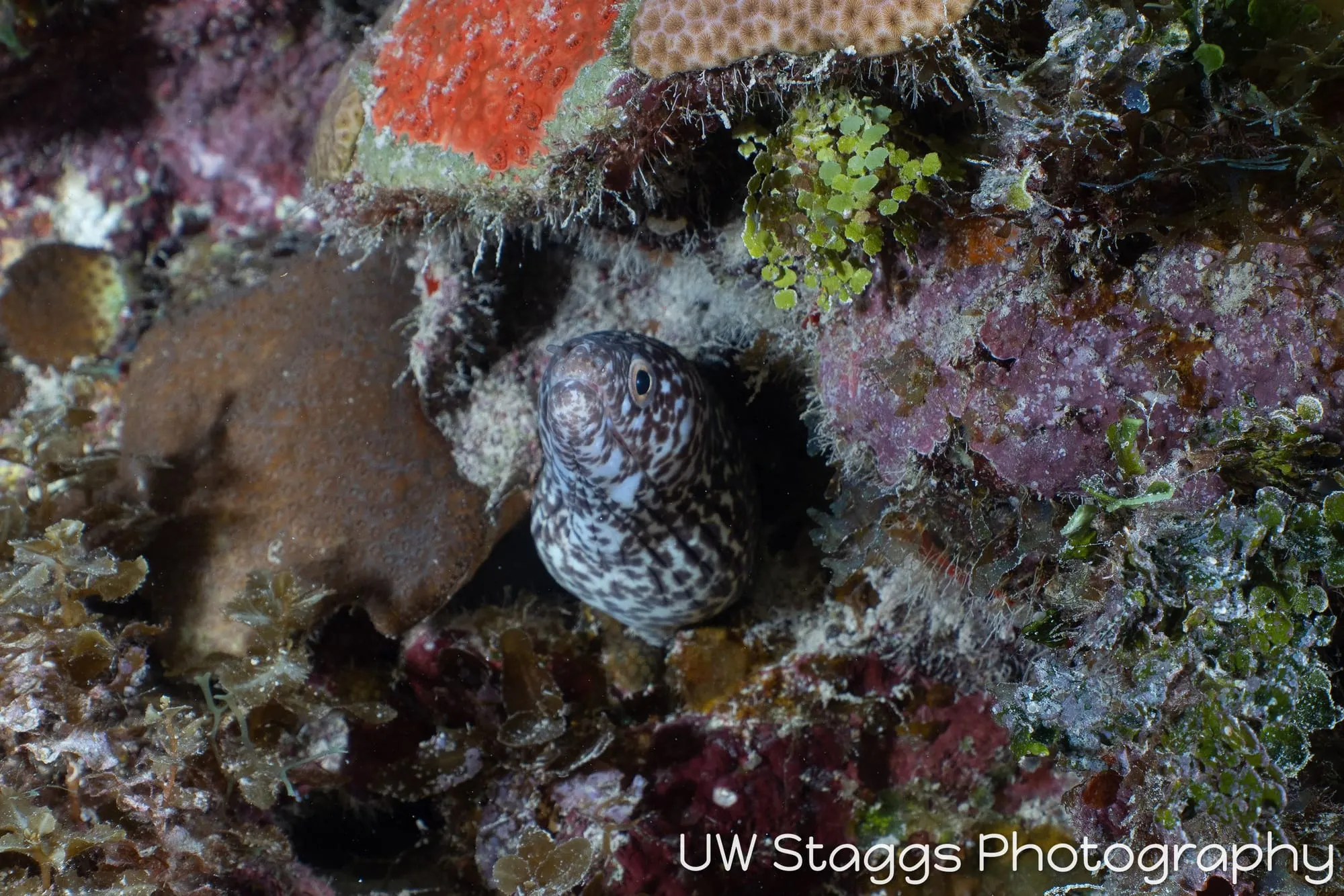 Tunicate — Gardens of the Queen, Cuba
