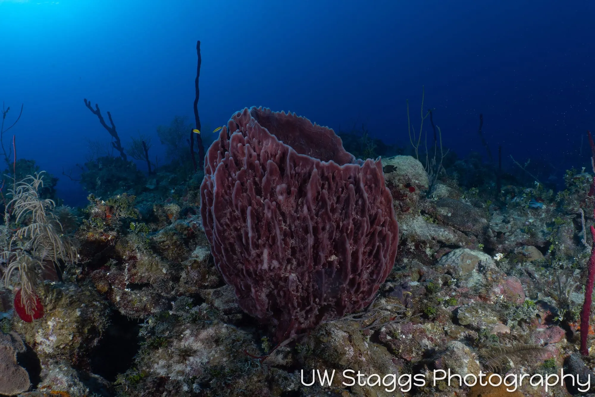 Coral Atoll — Gardens of the Queen, Cuba