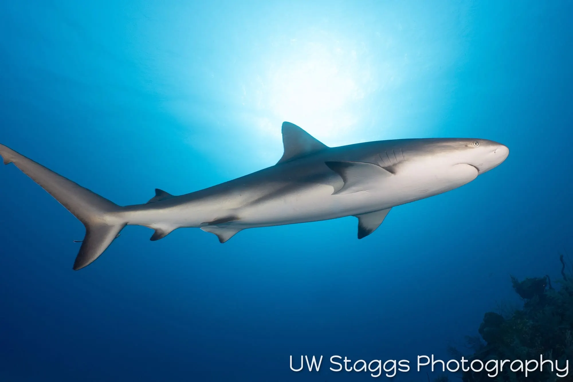 Dogfish Shark — Gardens of the Queen, Cuba