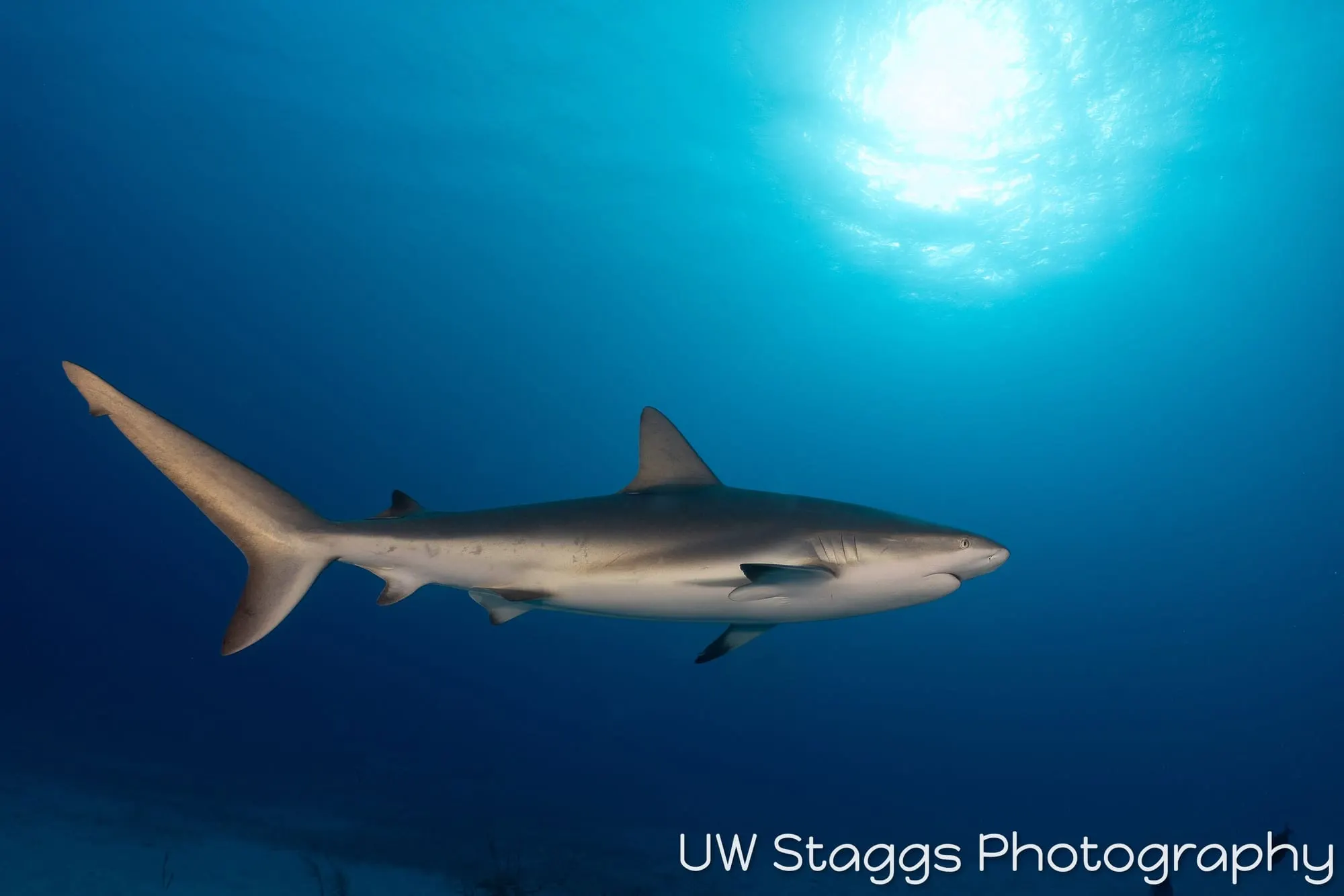 Dogfish Shark — Gardens of the Queen, Cuba