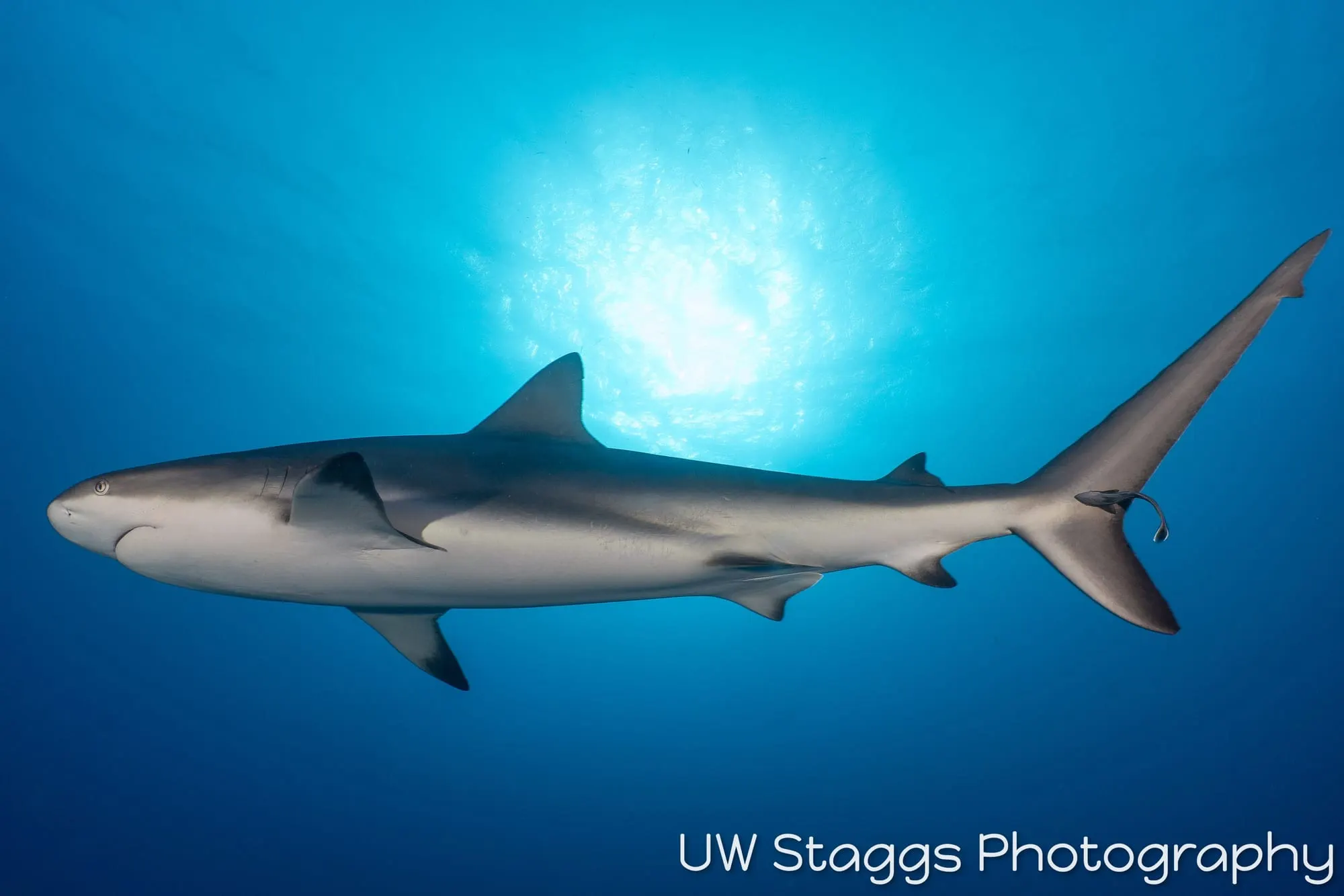 Dogfish Shark — Gardens of the Queen, Cuba