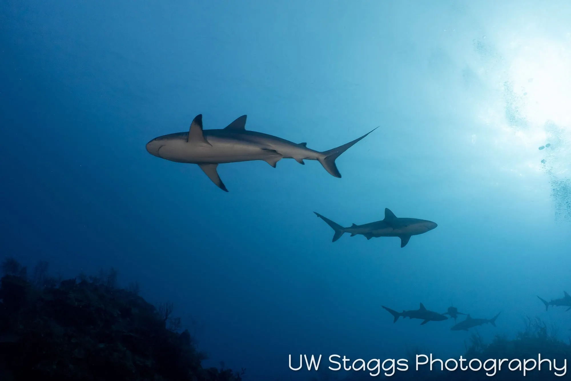 Dogfish Shark — Gardens of the Queen, Cuba