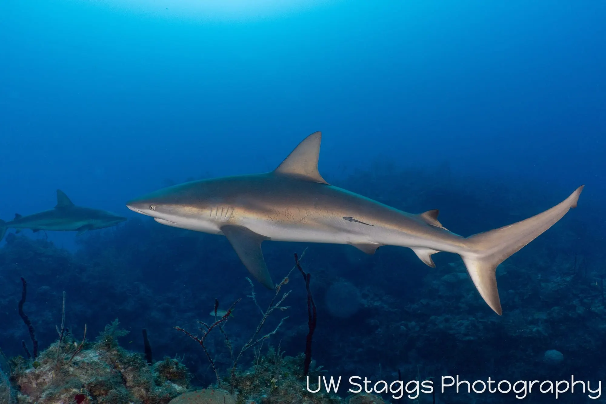 Dogfish Shark — Gardens of the Queen, Cuba