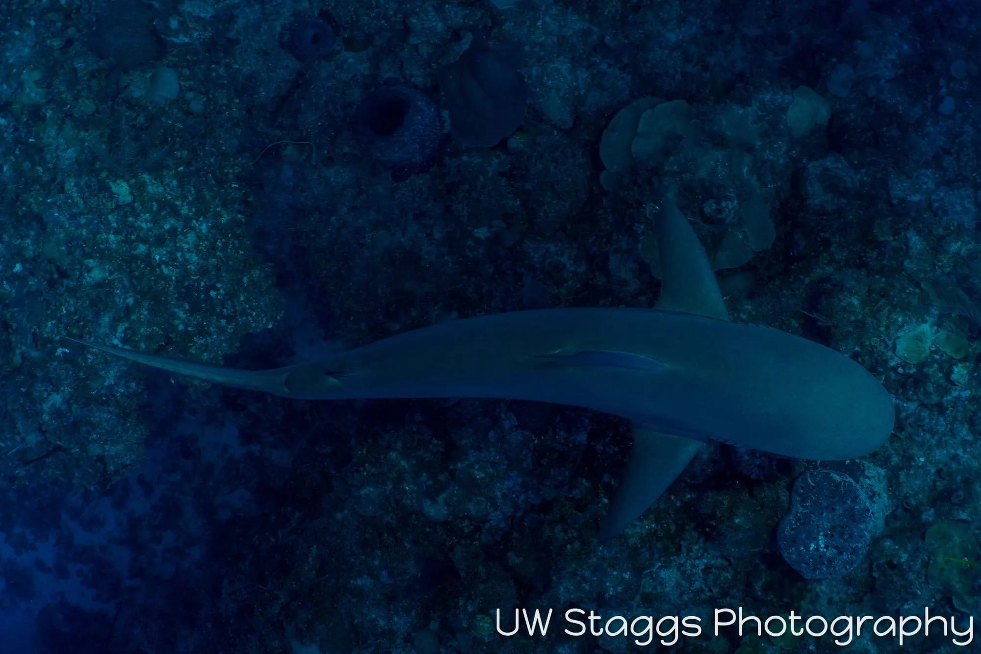 Dogfish Shark — Gardens of the Queen, Cuba