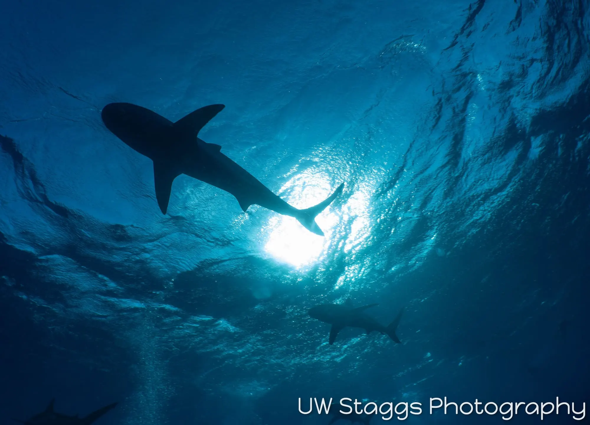 Dogfish Shark — Gardens of the Queen, Cuba