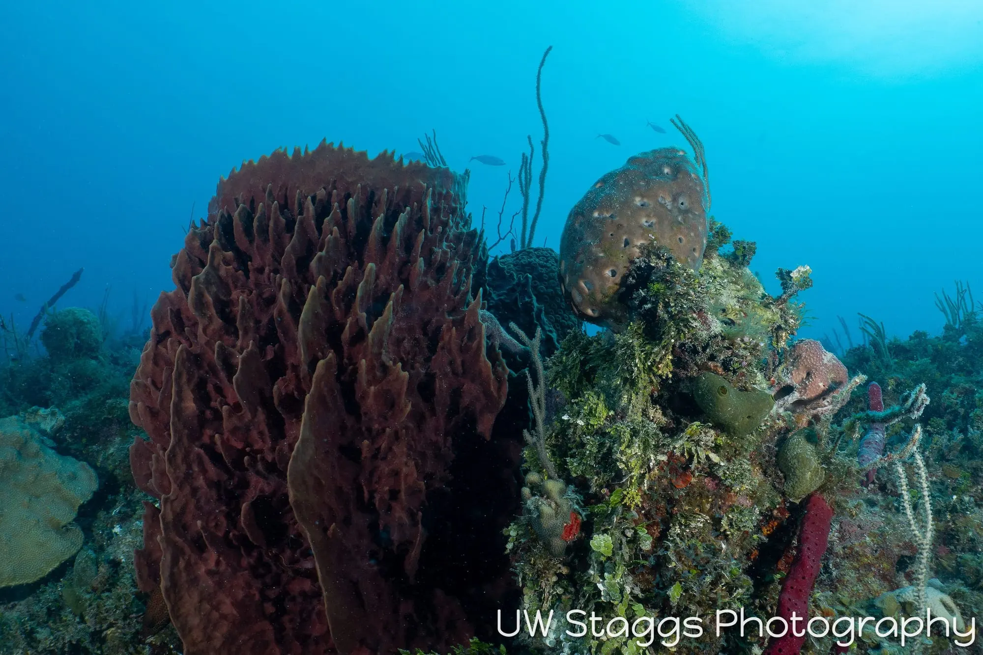 Coral Atoll — Gardens of the Queen, Cuba