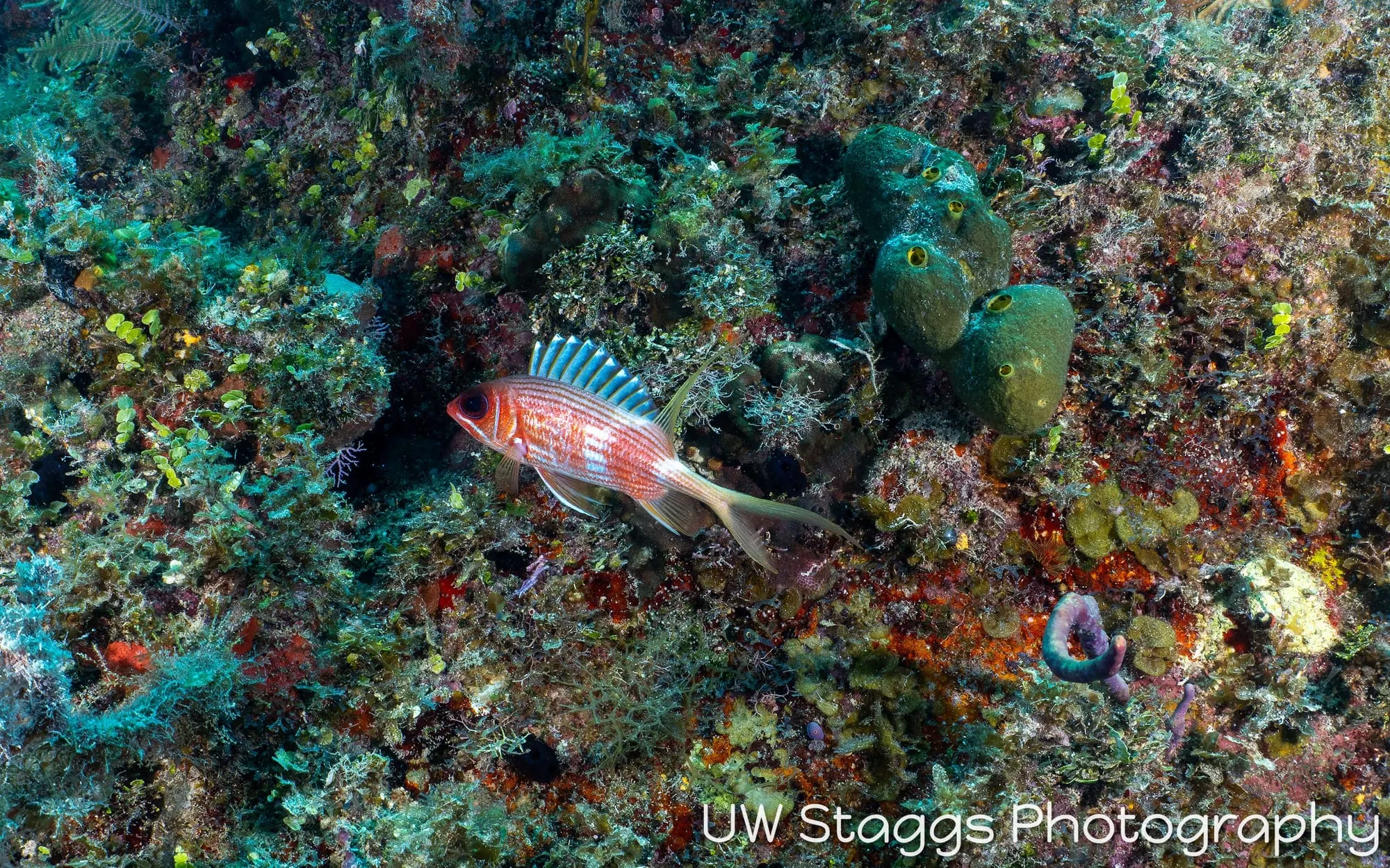 Lionfish — Gardens of the Queen, Cuba