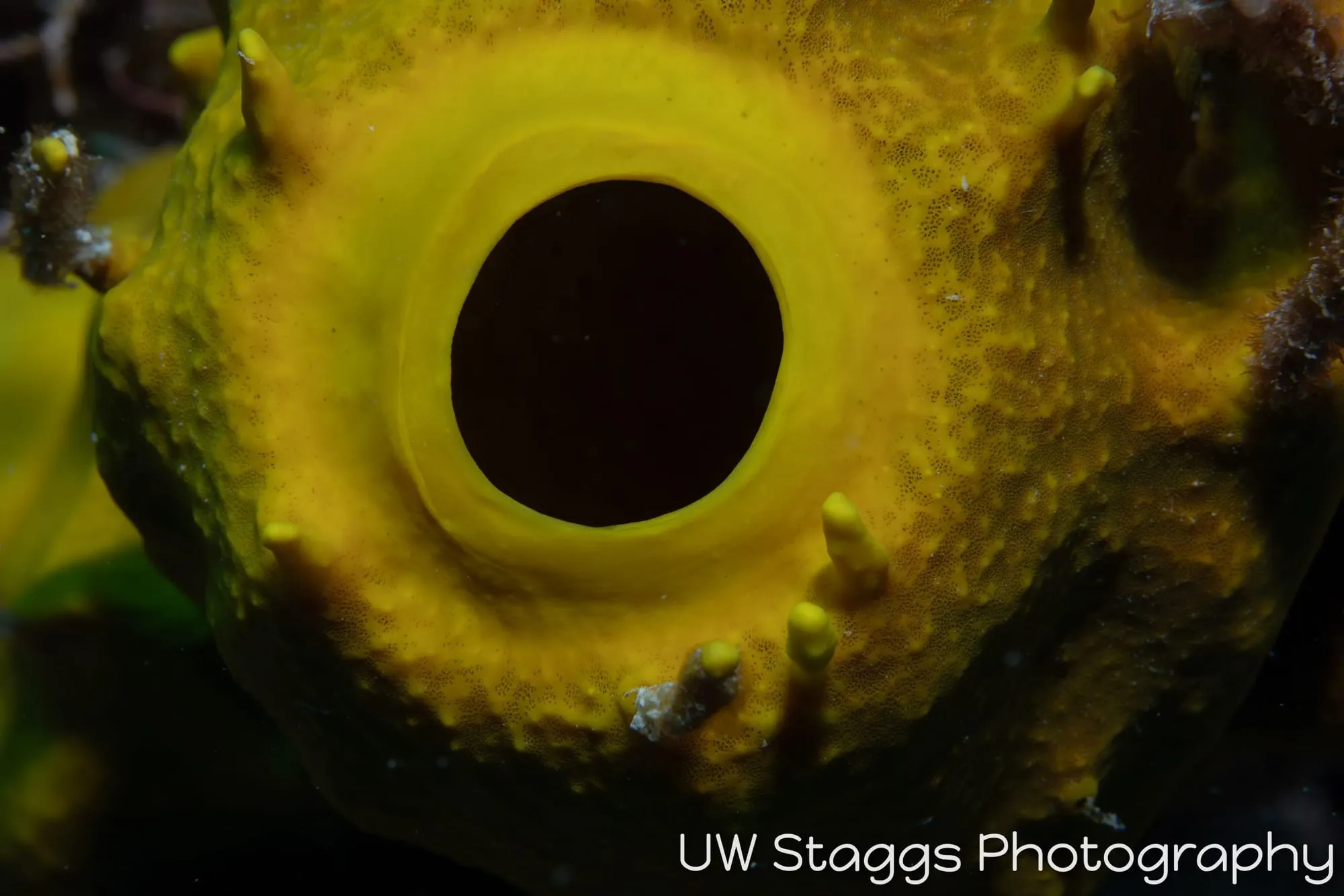 Tunicate — Gardens of the Queen, Cuba