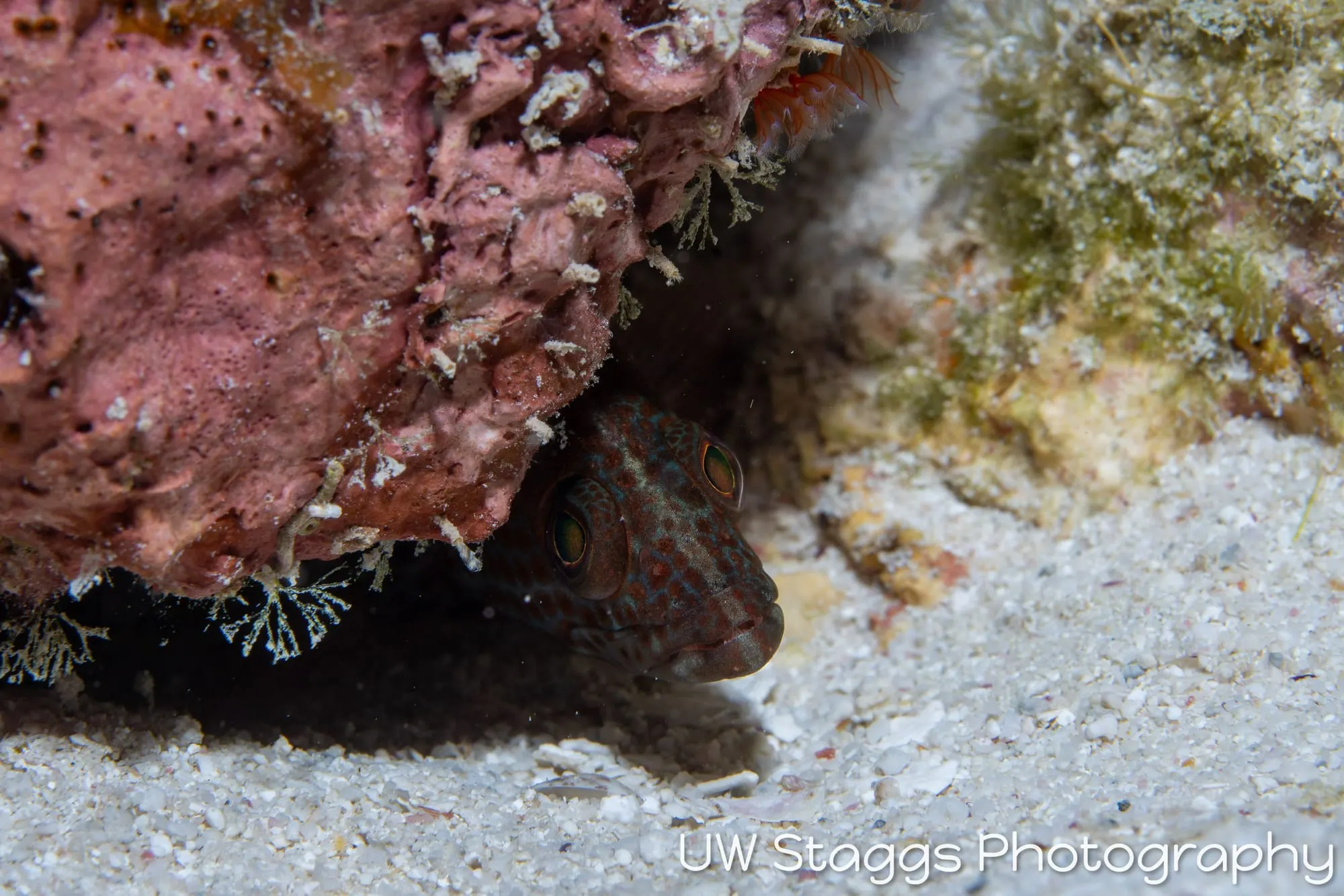 Tunicate — Gardens of the Queen, Cuba