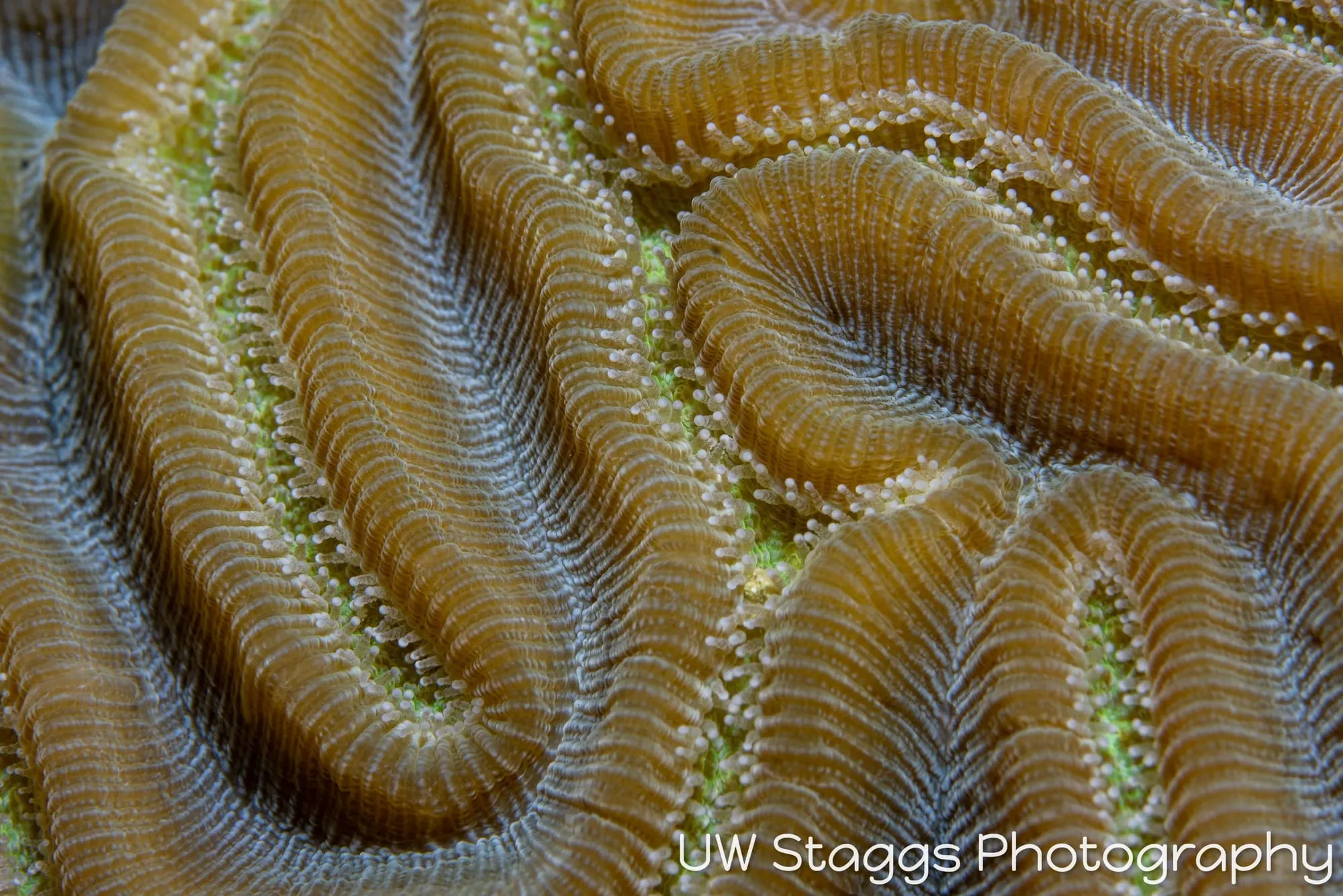 Reef Scene — Gardens of the Queen, Cuba