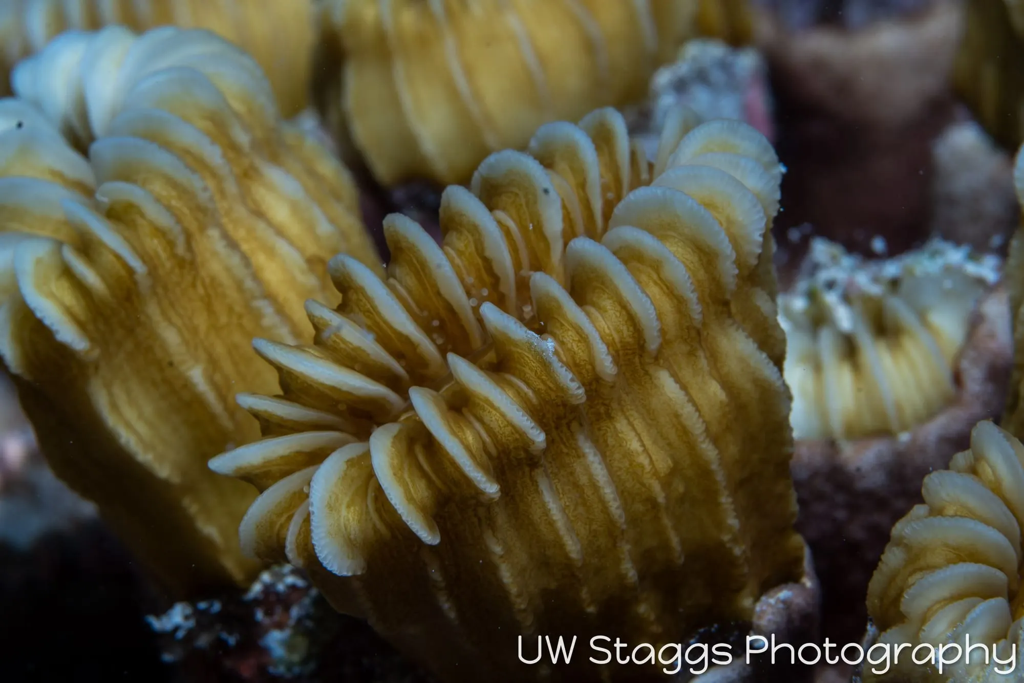 Tunicate — Gardens of the Queen, Cuba