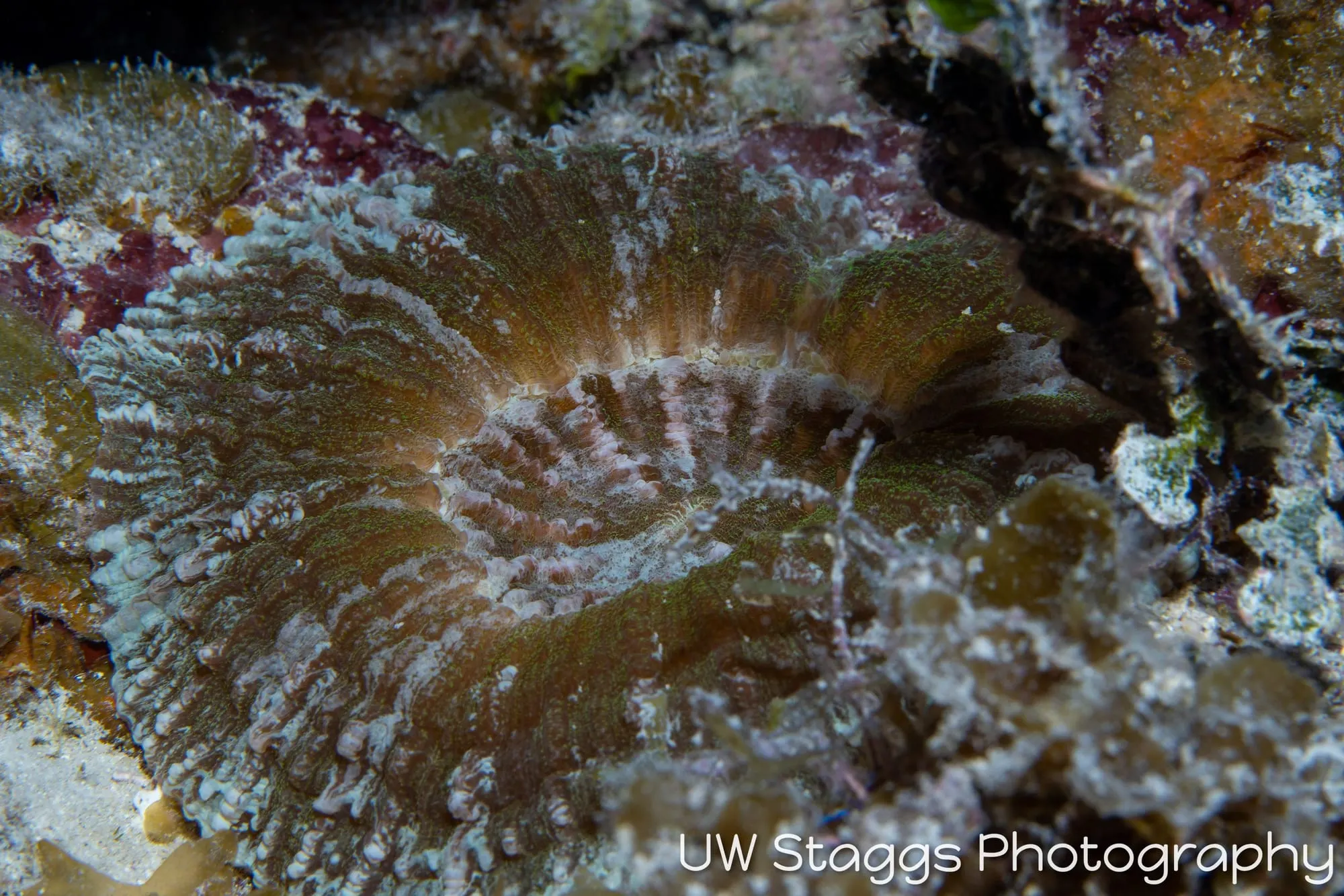 Tunicate — Gardens of the Queen, Cuba