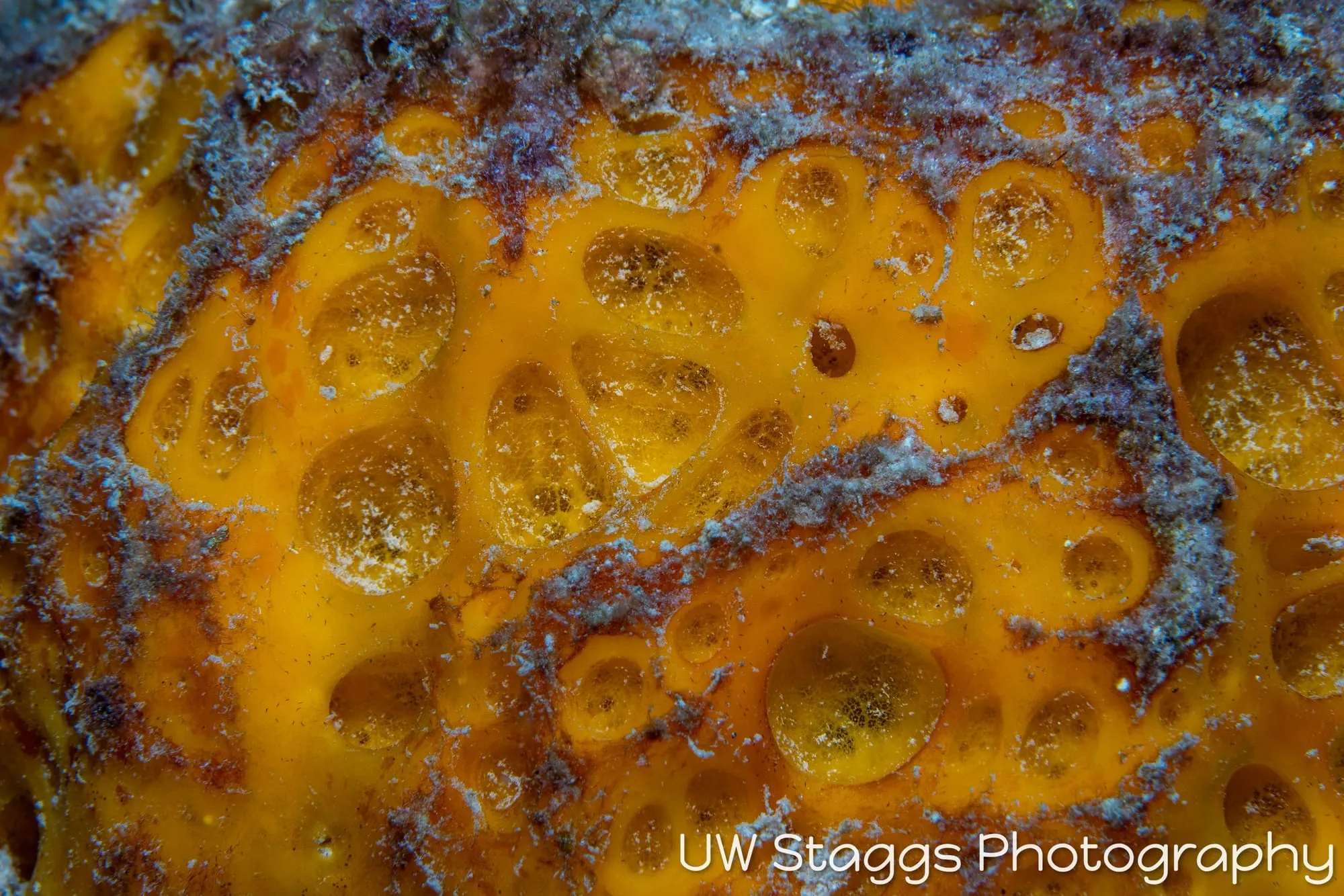 Tunicate — Gardens of the Queen, Cuba