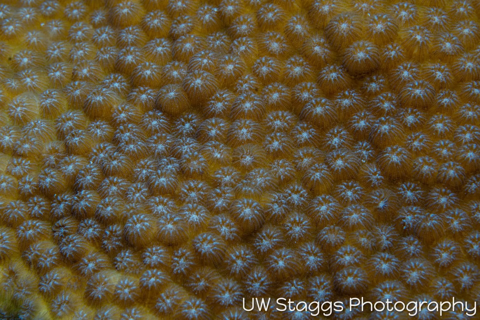 Coral Atoll — Gardens of the Queen, Cuba