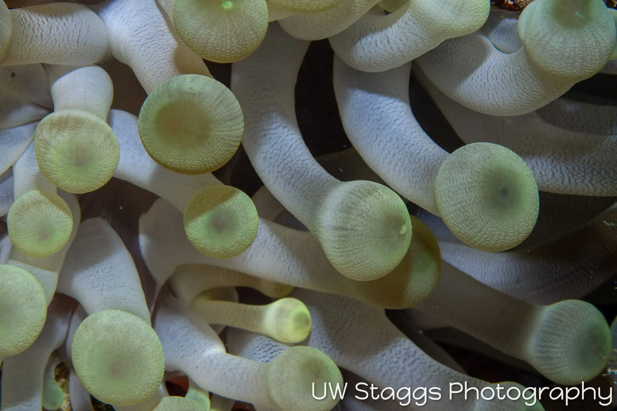 Tunicate — Gardens of the Queen, Cuba