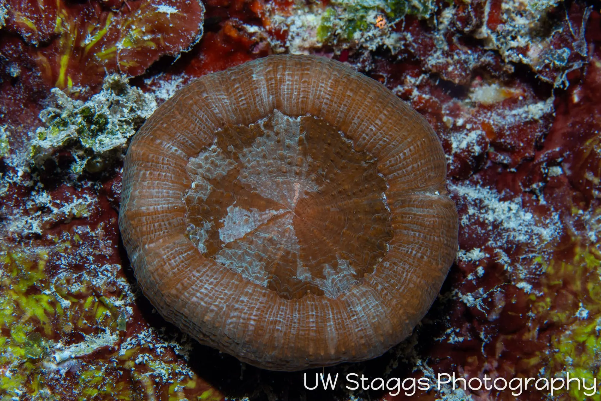 Reef Scene — Gardens of the Queen, Cuba