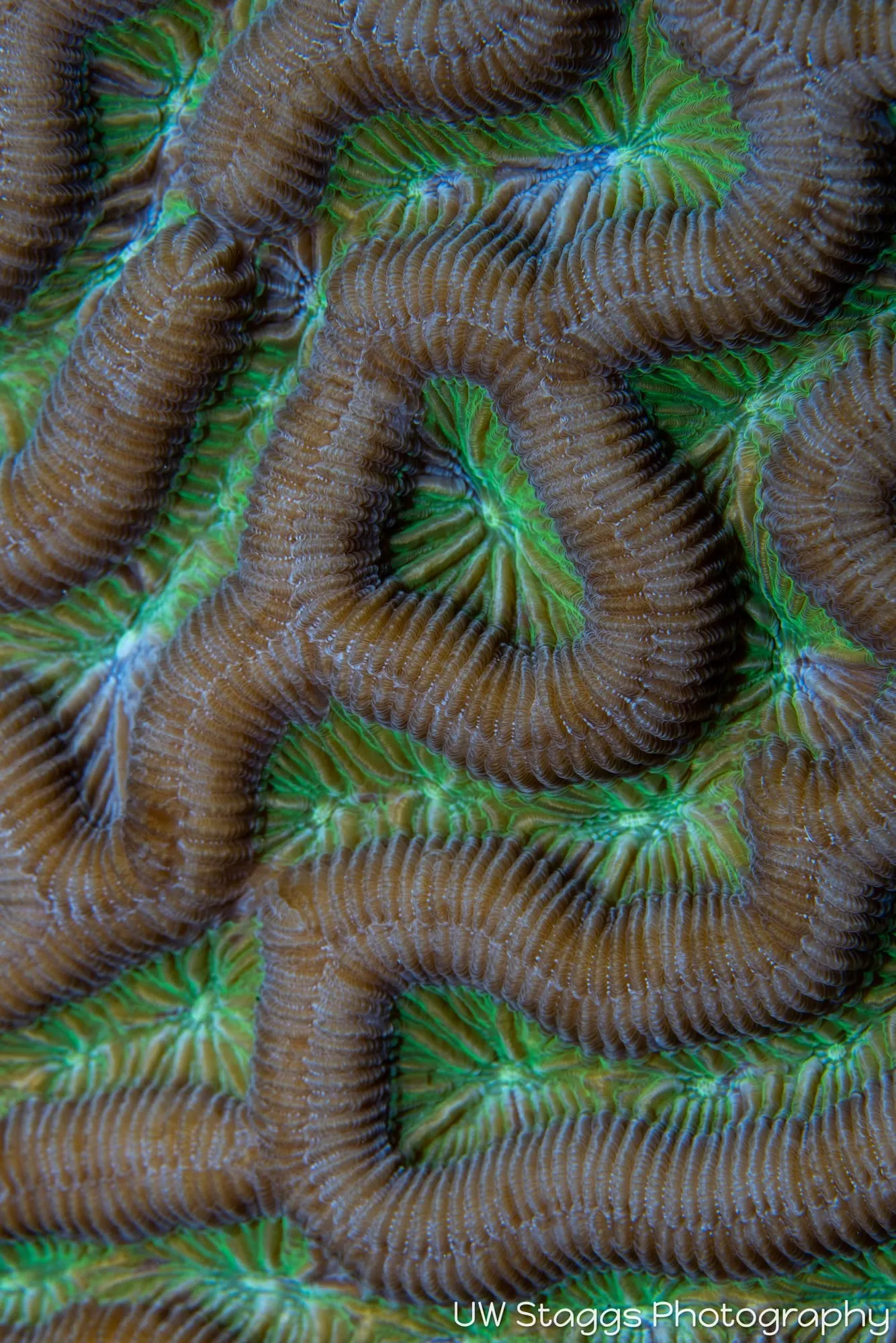 Reef Scene — Gardens of the Queen, Cuba