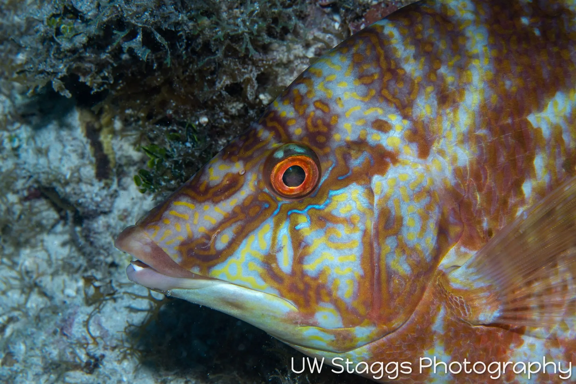 Reef Scene — Gardens of the Queen, Cuba