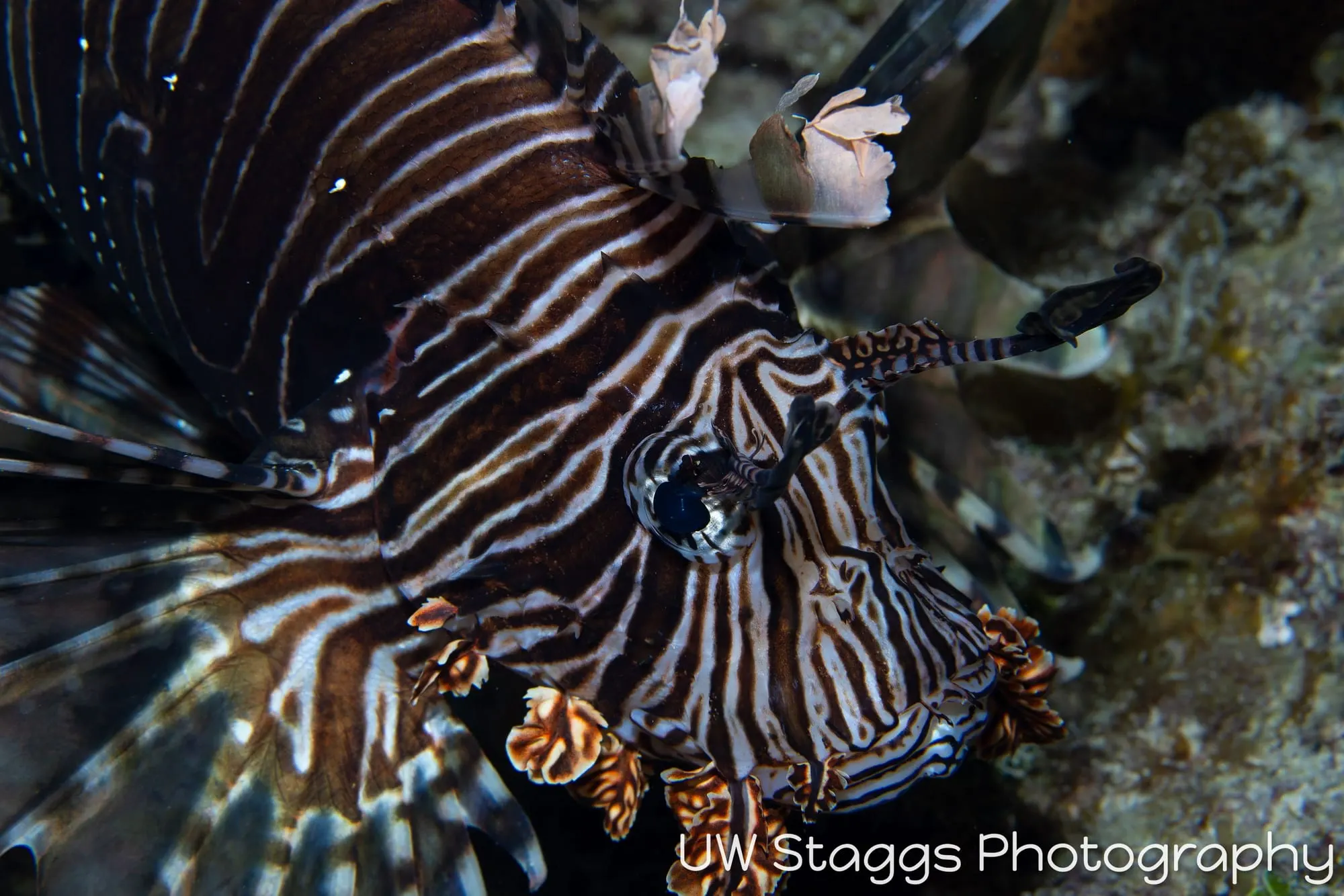 Lionfish — Gardens of the Queen, Cuba