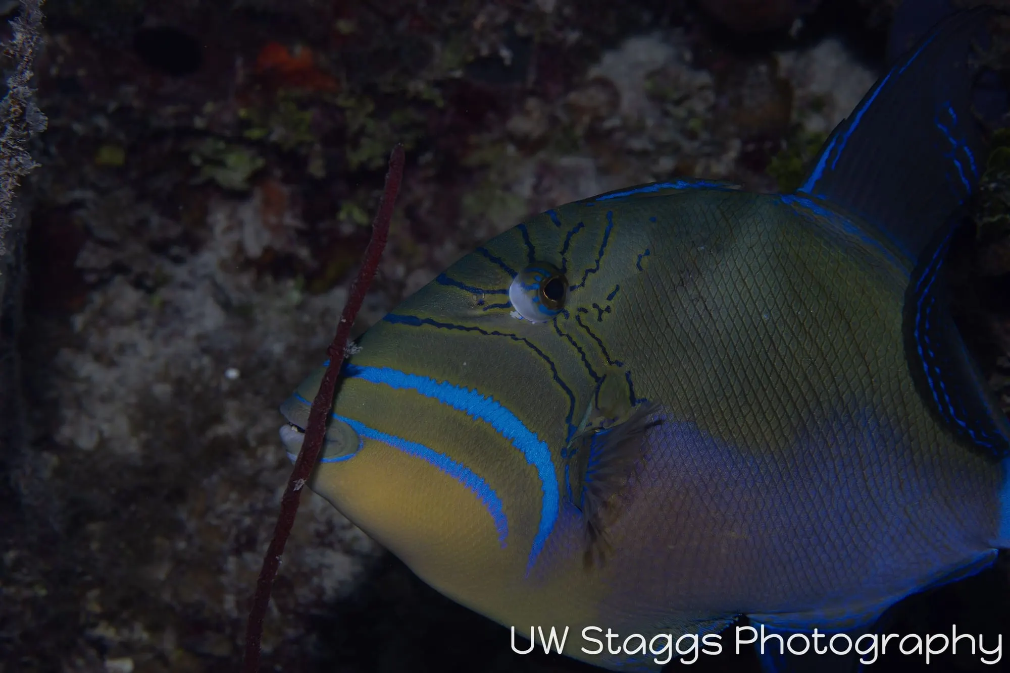 Reef Scene — Gardens of the Queen, Cuba