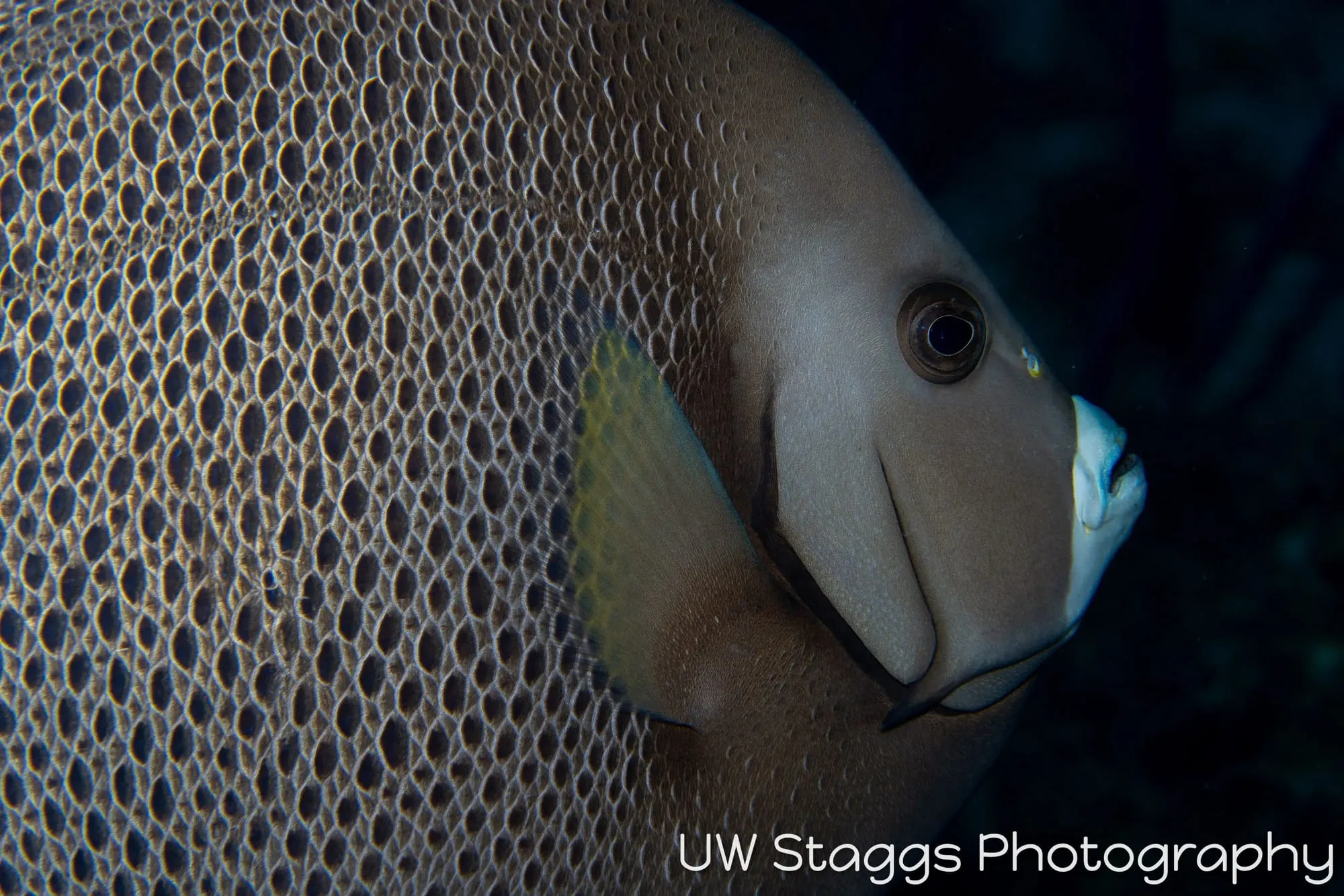 Reef Scene — Gardens of the Queen, Cuba