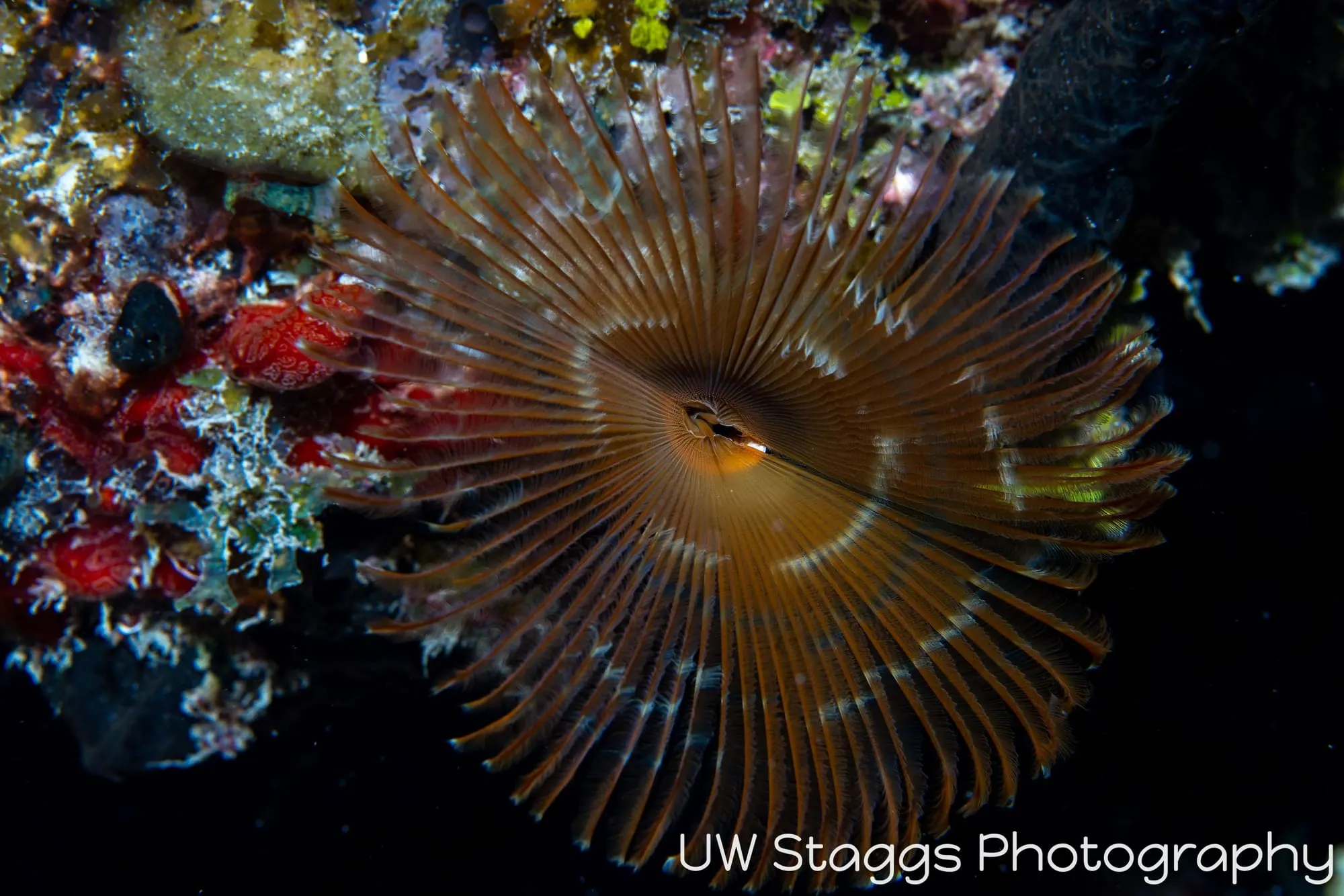 Tunicate — Gardens of the Queen, Cuba