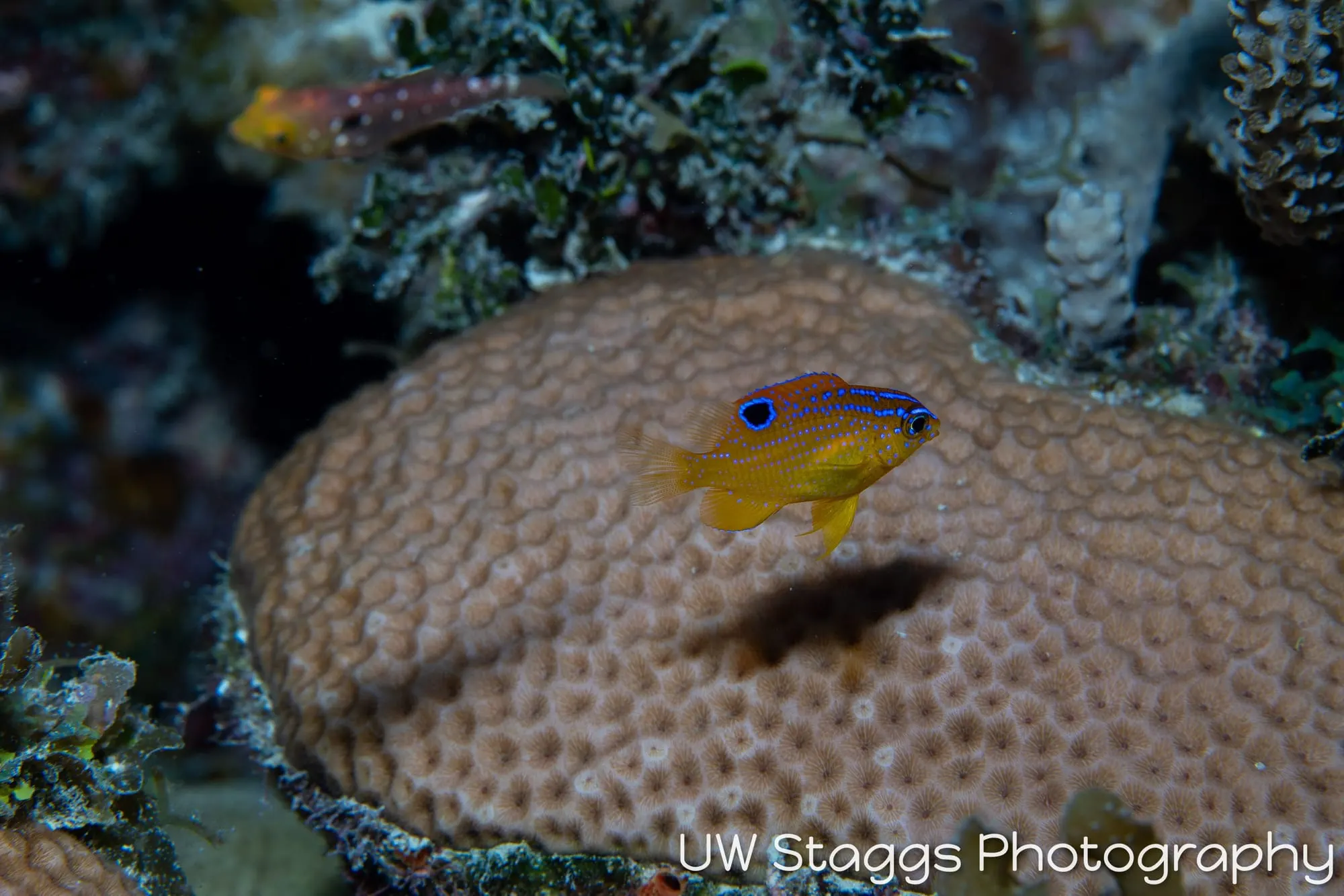 Reef Scene — Gardens of the Queen, Cuba