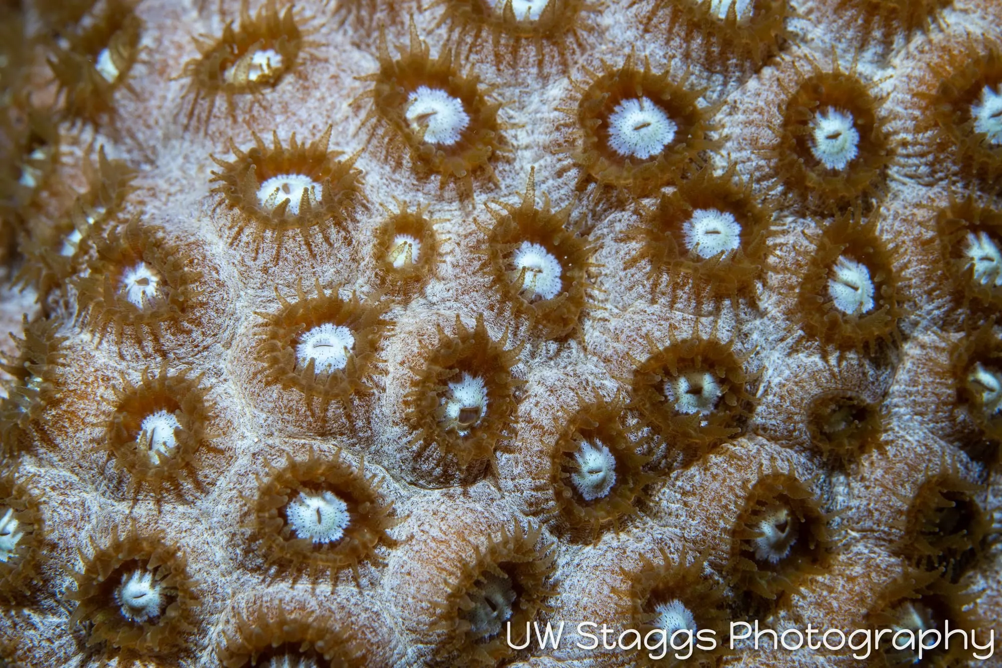 Tunicate — Gardens of the Queen, Cuba