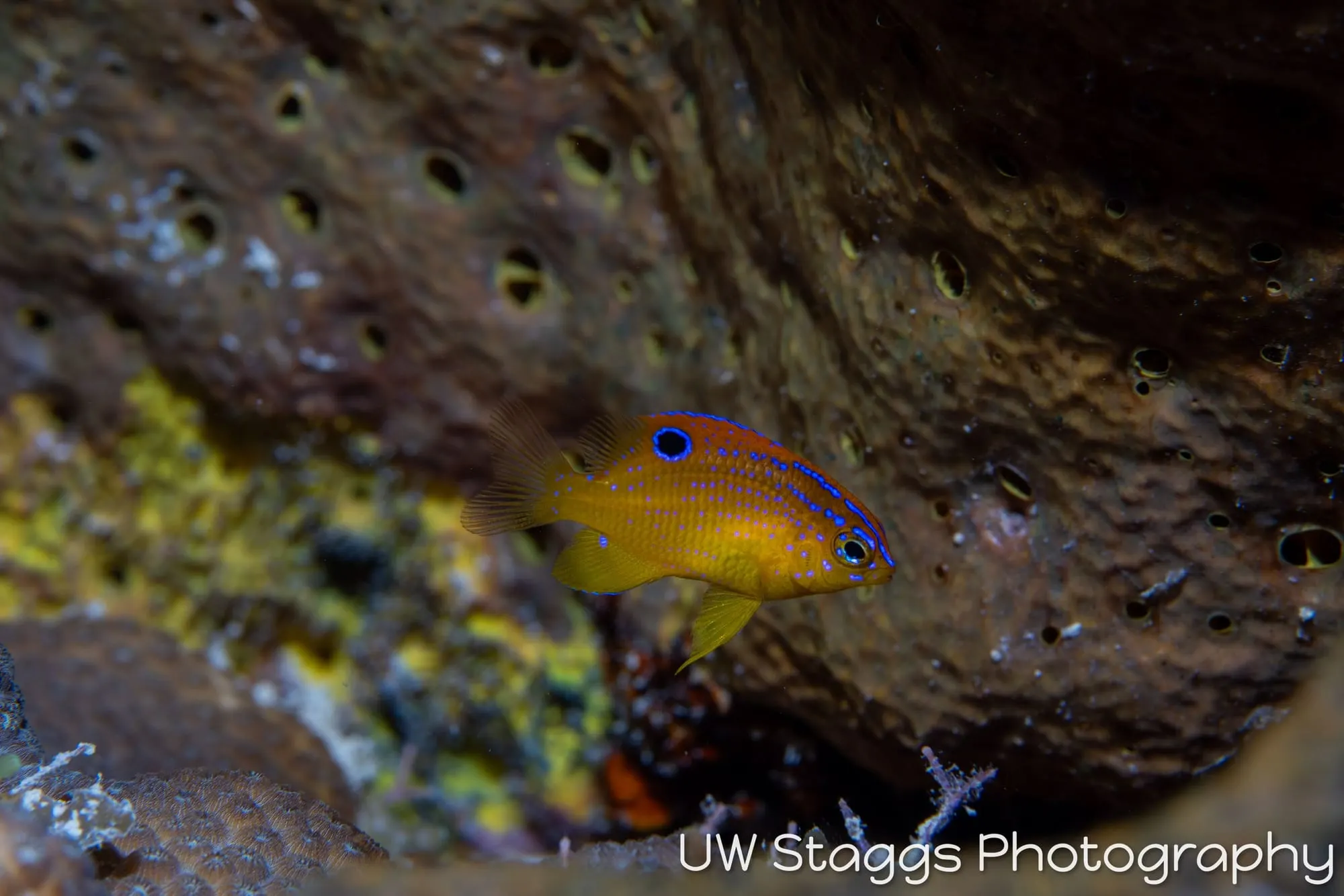 Reef Scene — Gardens of the Queen, Cuba