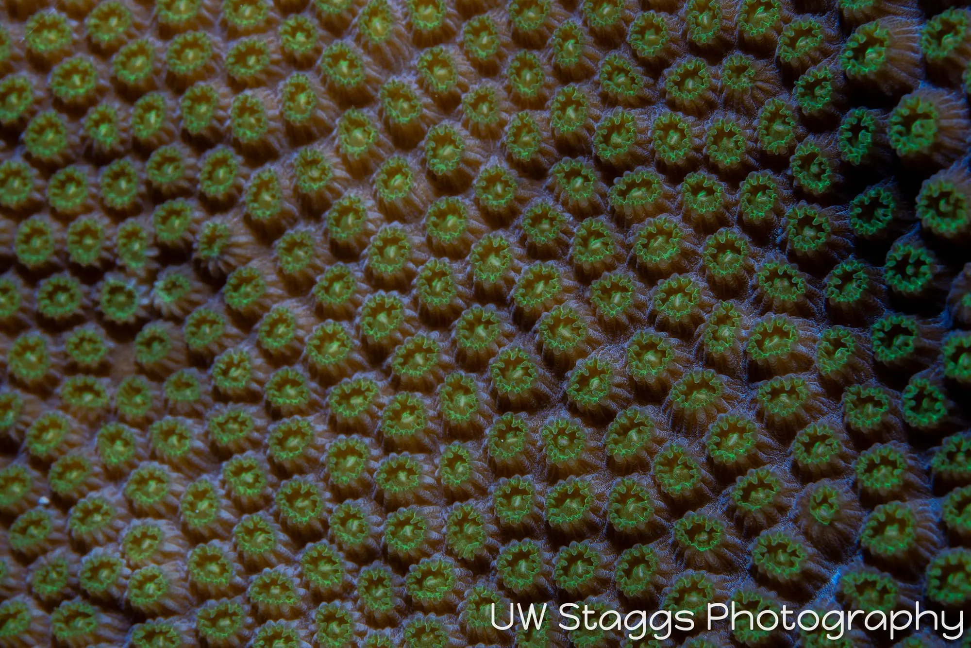 Reef Scene — Gardens of the Queen, Cuba