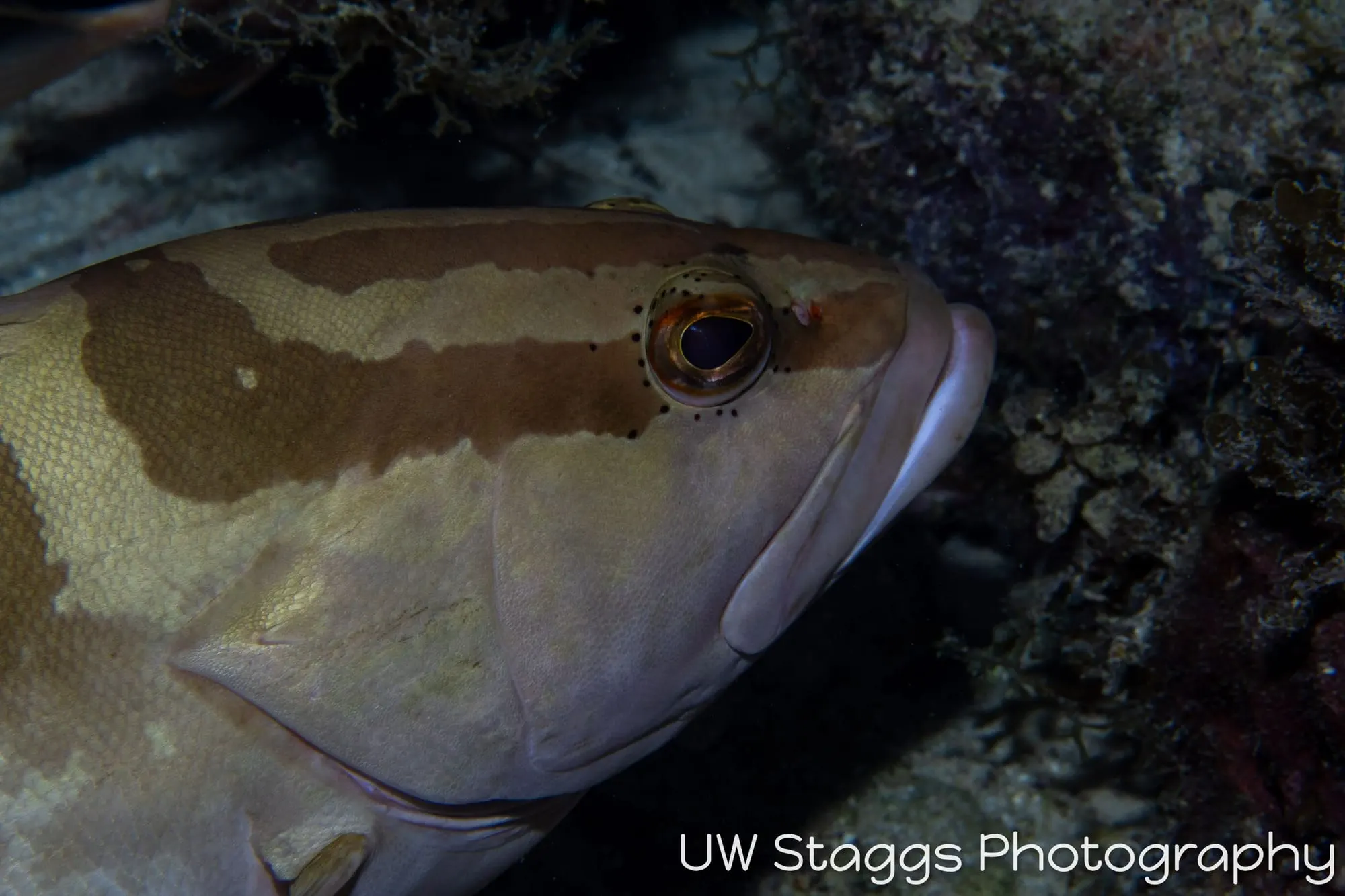 Dogfish Shark — Gardens of the Queen, Cuba