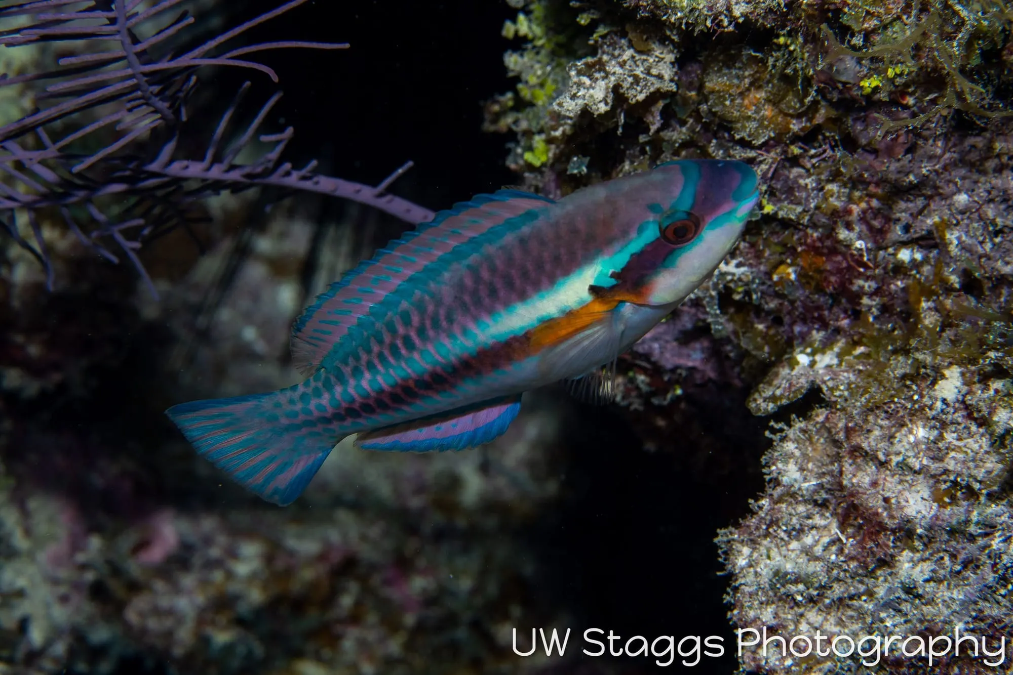 Reef Scene — Gardens of the Queen, Cuba