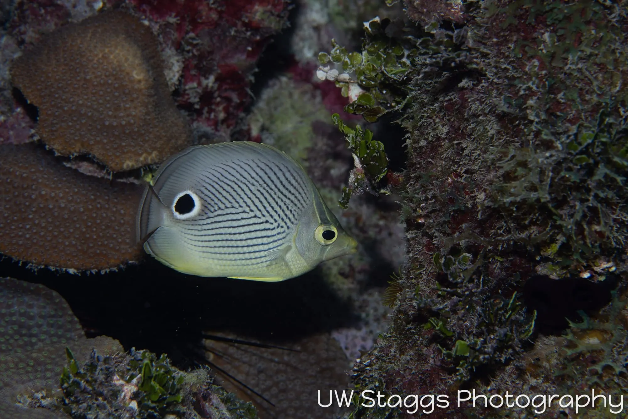 Butterflyfish — Gardens of the Queen, Cuba