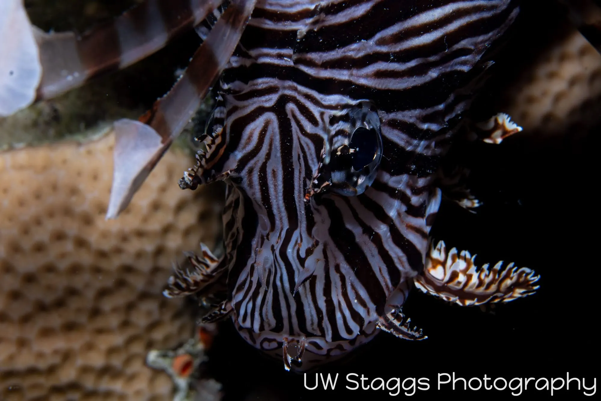 Lionfish — Gardens of the Queen, Cuba