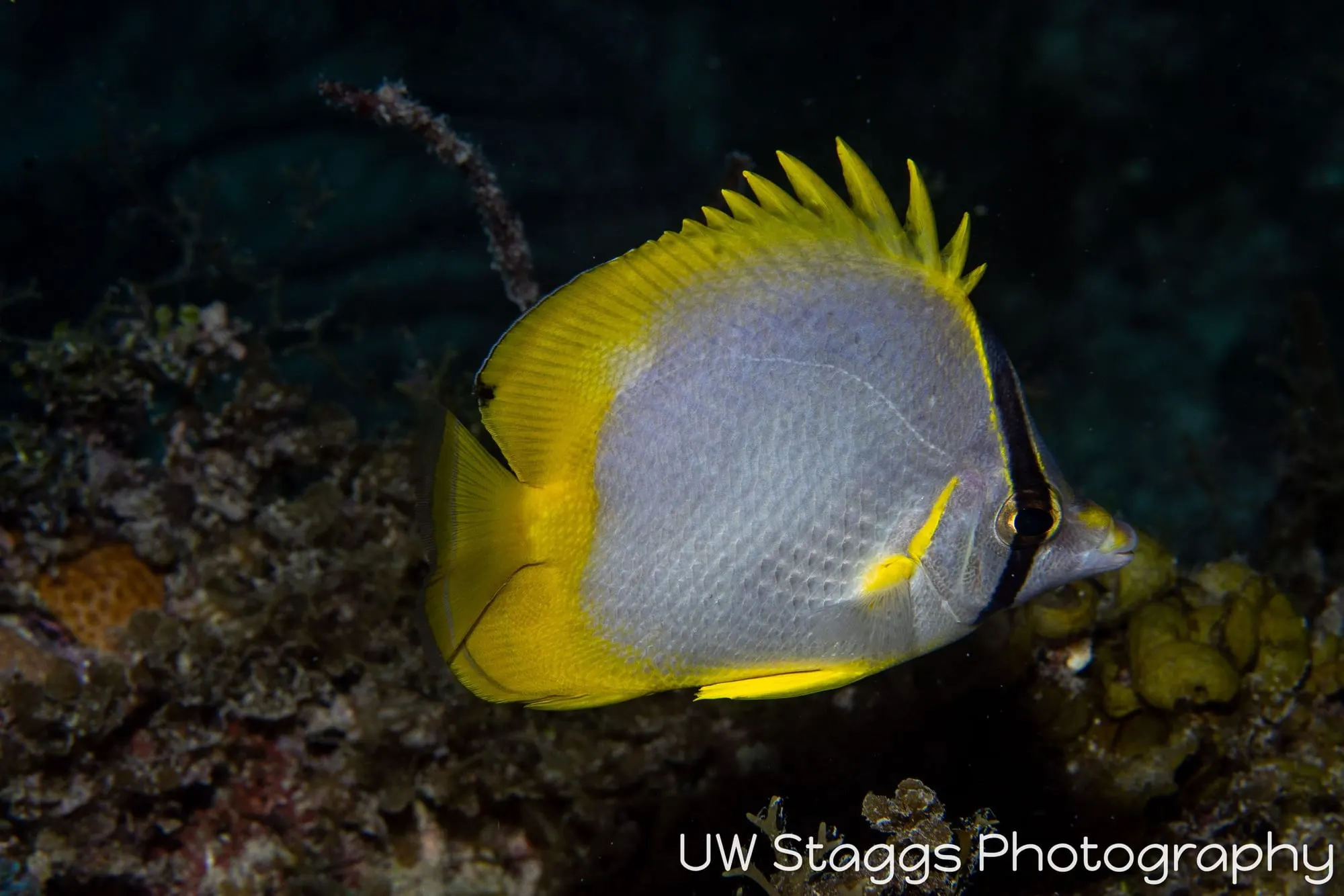 Reef Scene — Gardens of the Queen, Cuba