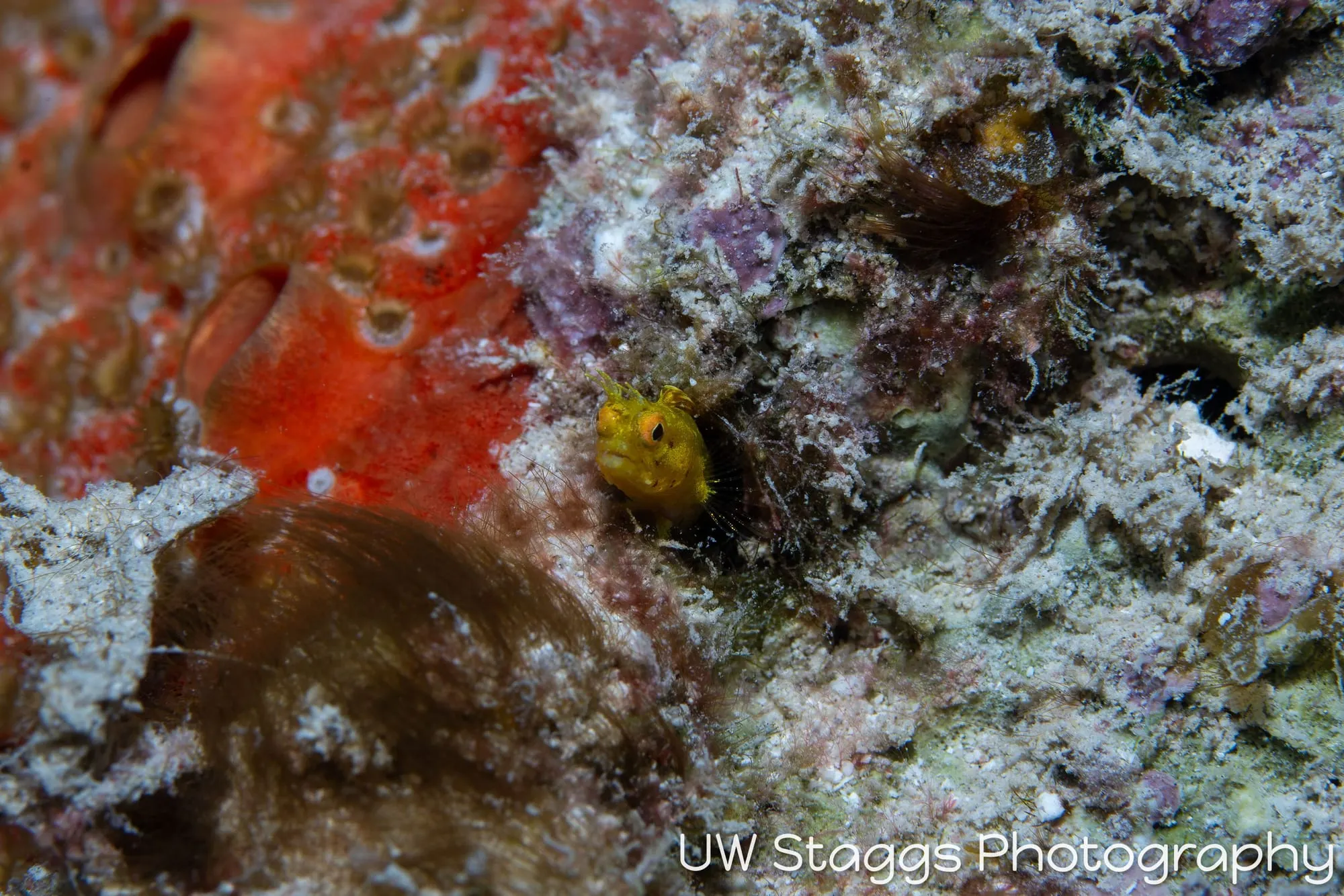 Tunicate — Gardens of the Queen, Cuba