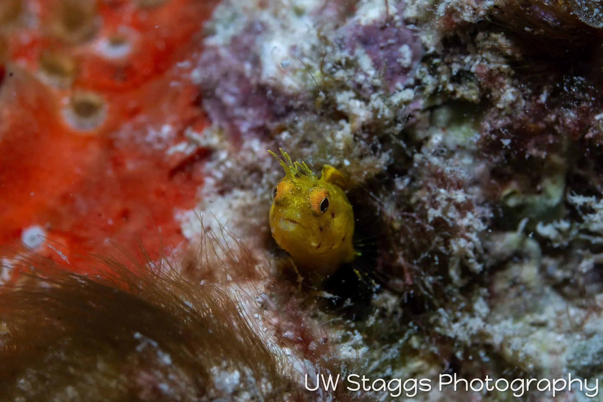 Tunicate — Gardens of the Queen, Cuba