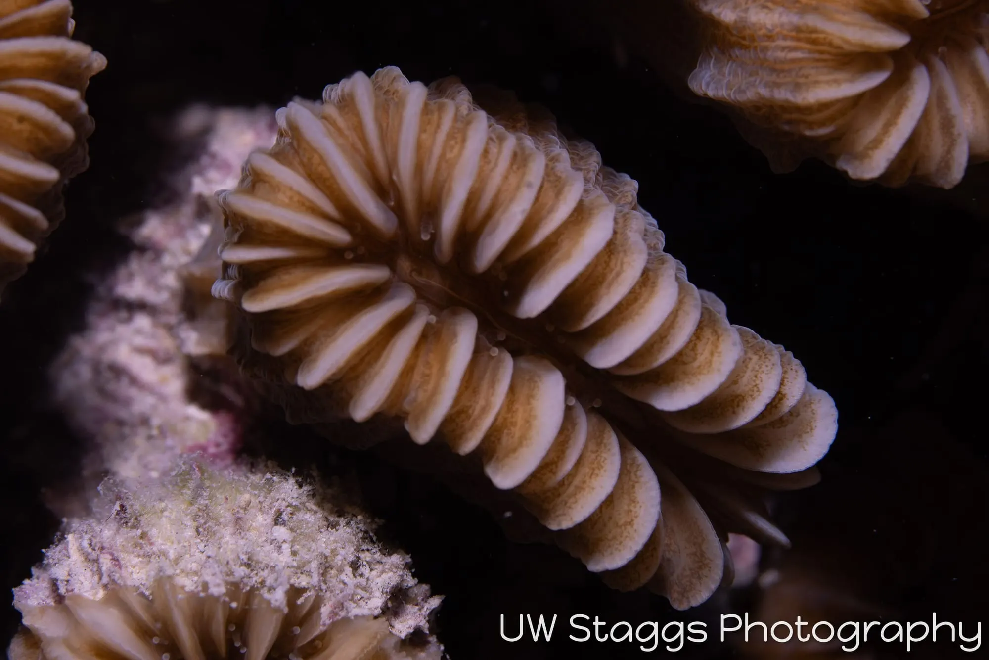 Tunicate — Gardens of the Queen, Cuba