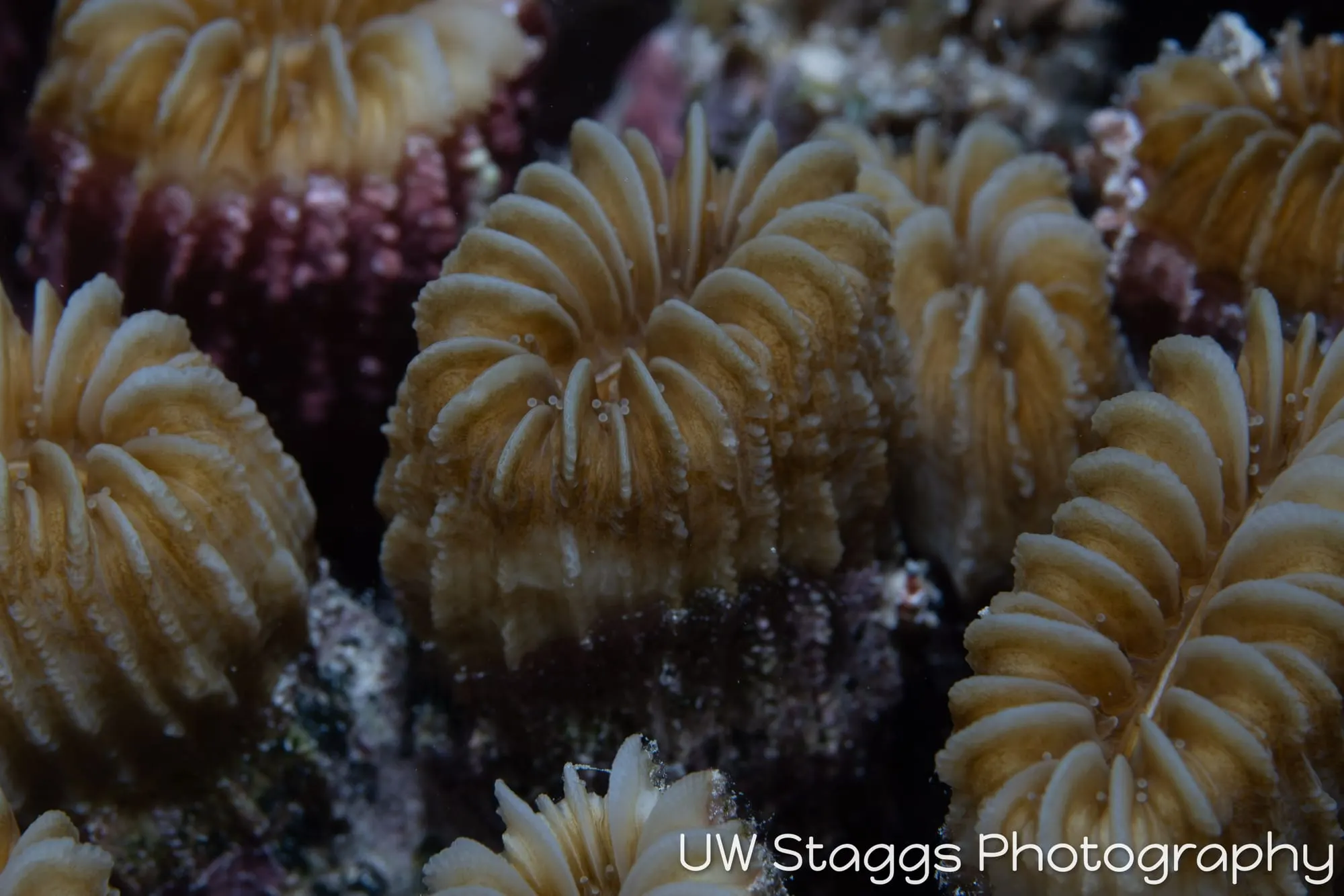 Tunicate — Gardens of the Queen, Cuba