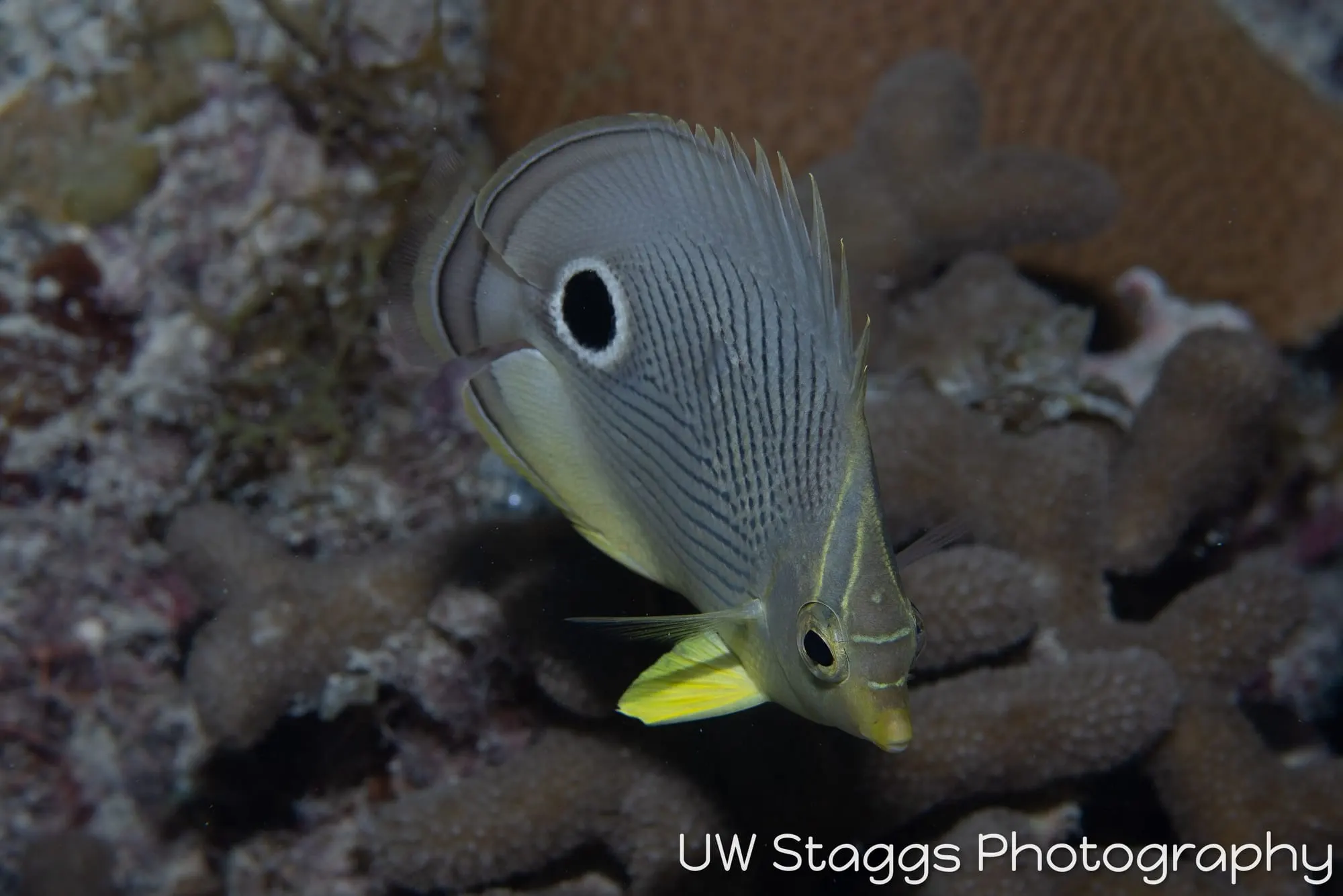 Butterflyfish — Gardens of the Queen, Cuba