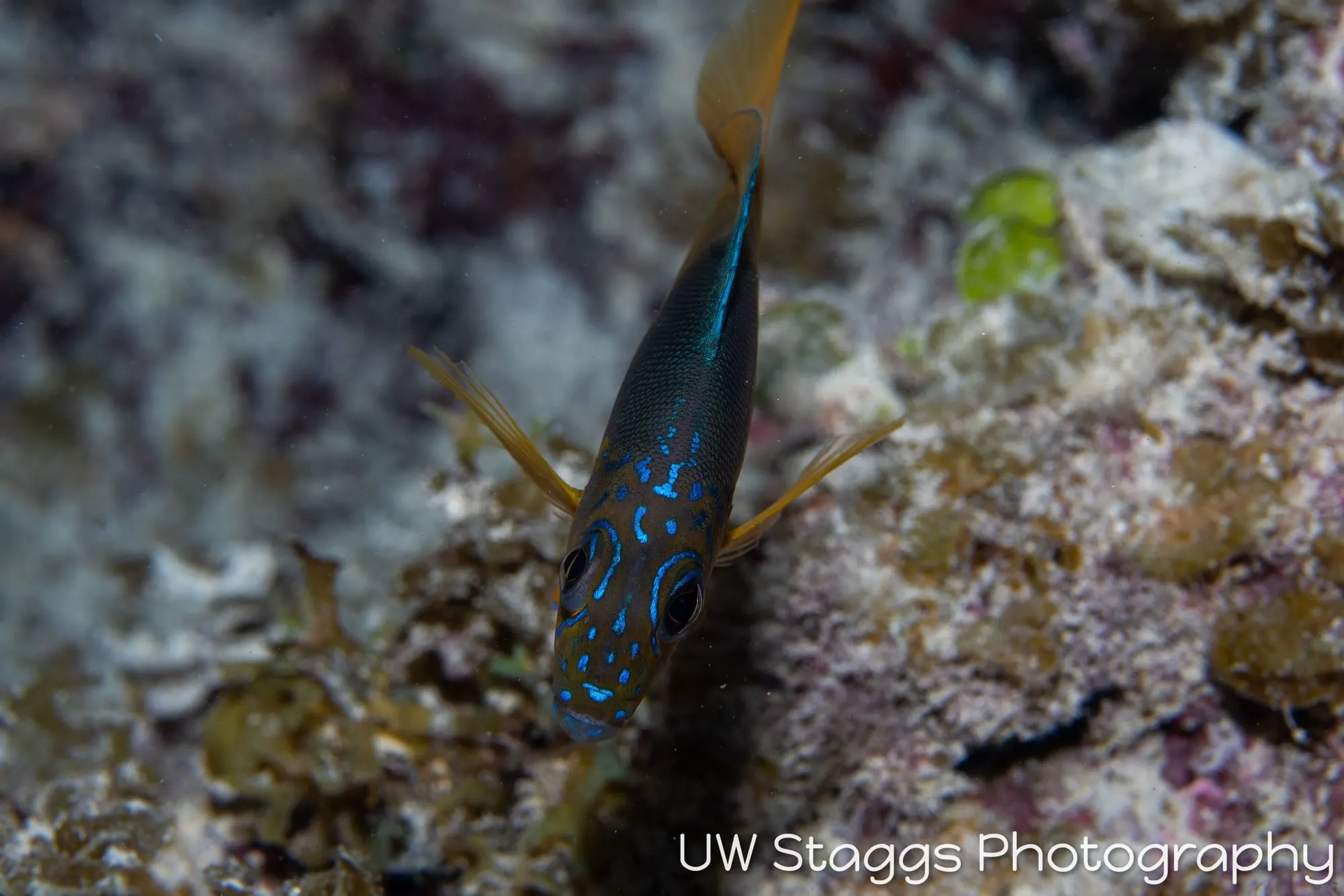 Reef Scene — Gardens of the Queen, Cuba
