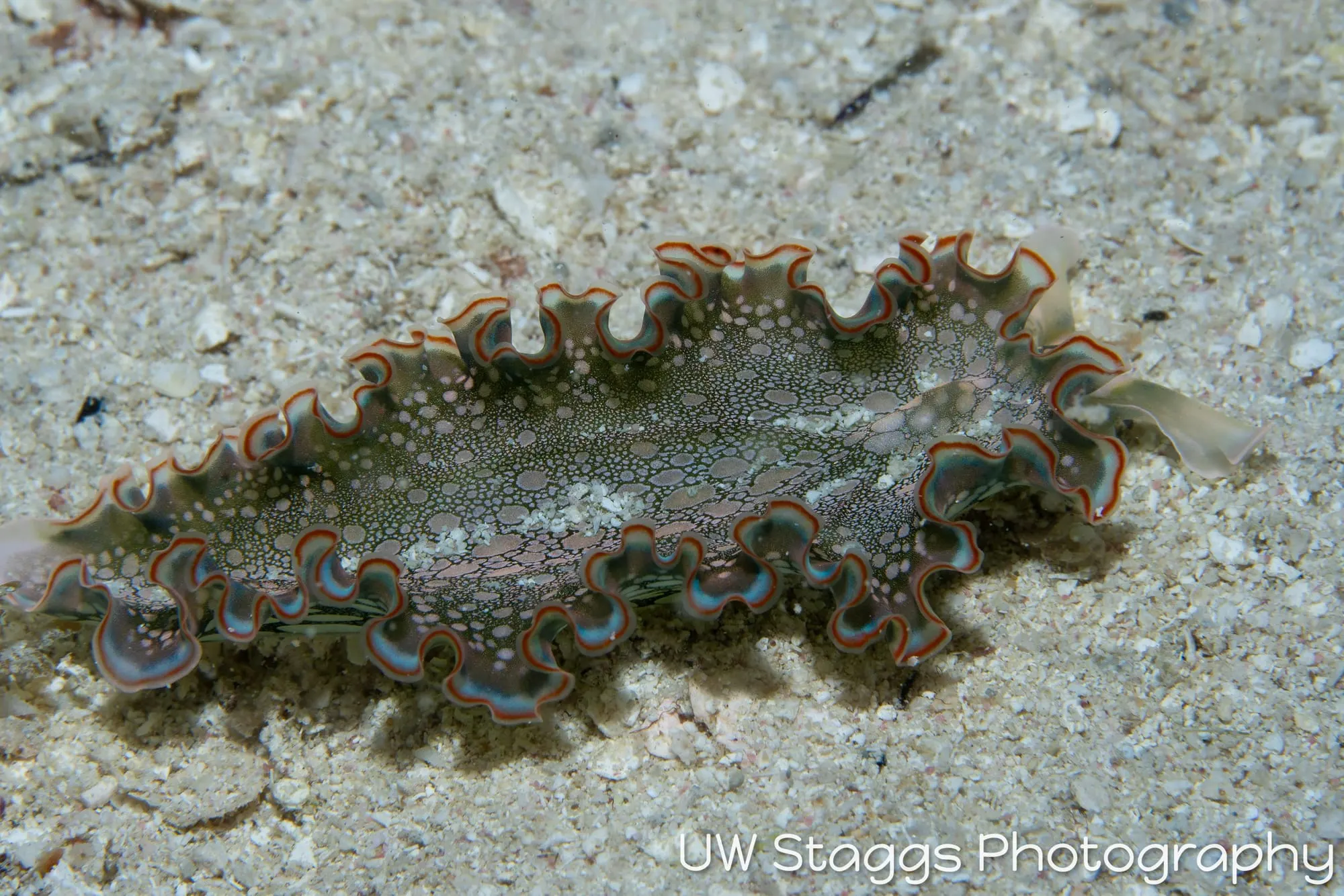 Tunicate — Gardens of the Queen, Cuba